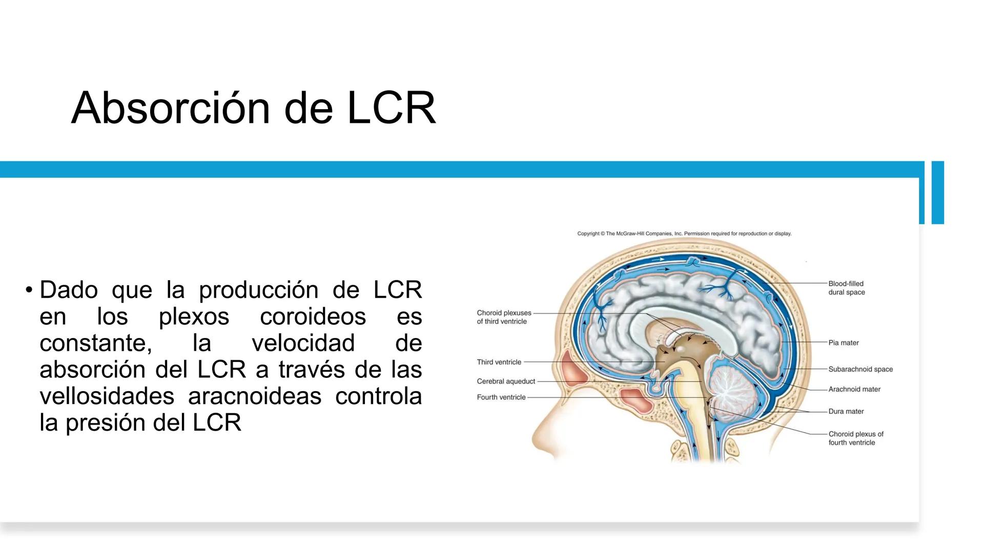 E
Universidad
Central
Facultad de Medicina
y Ciencias de la Salud
Neuroanatomía:
Encéfalo
configuración
interna y externa
Equipo Anatomía