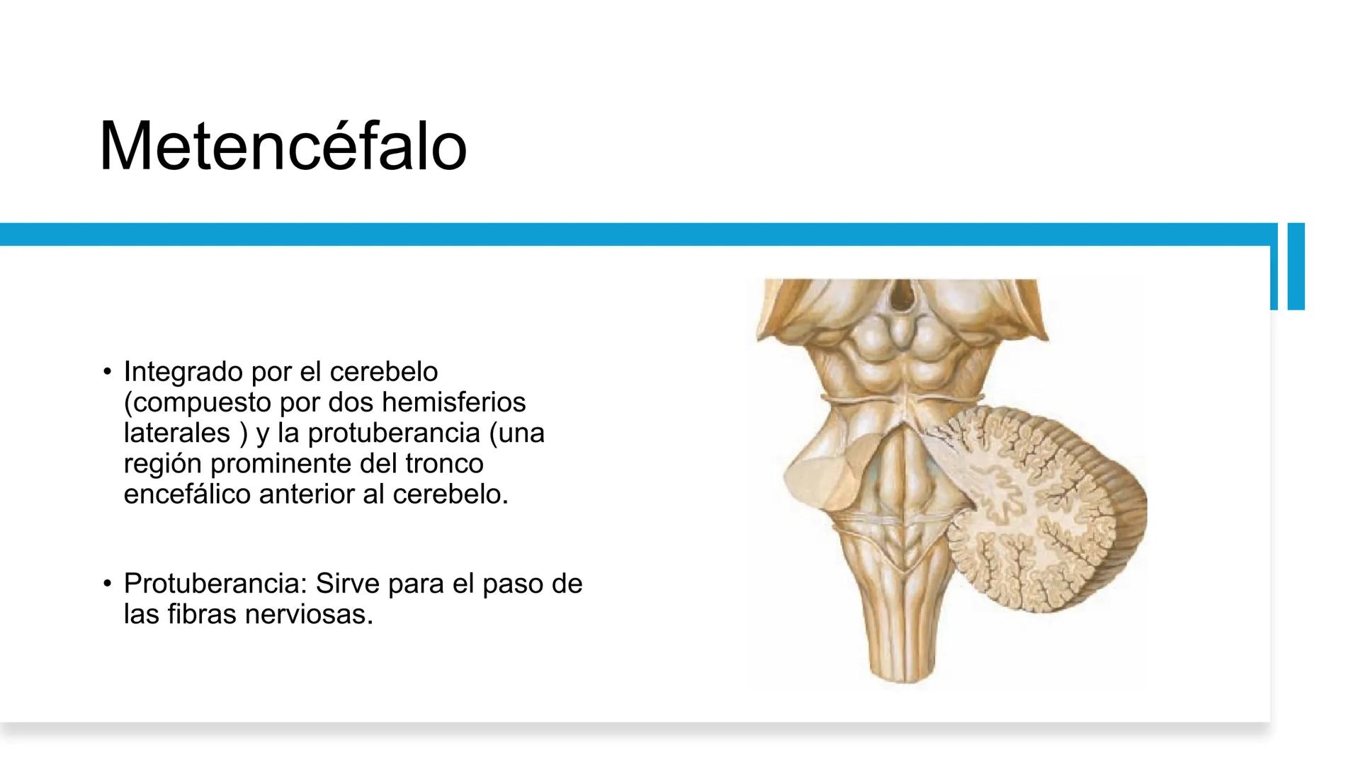 E
Universidad
Central
Facultad de Medicina
y Ciencias de la Salud
Neuroanatomía:
Encéfalo
configuración
interna y externa
Equipo Anatomía