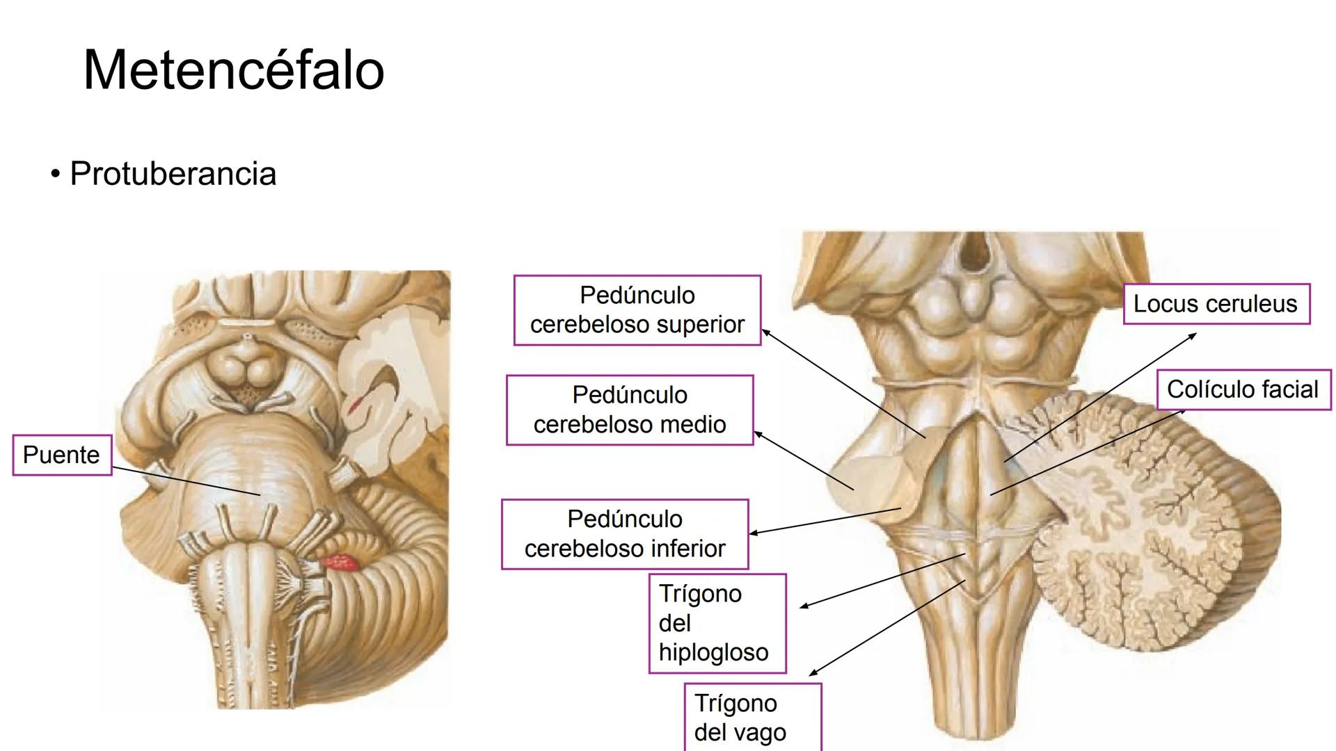 E
Universidad
Central
Facultad de Medicina
y Ciencias de la Salud
Neuroanatomía:
Encéfalo
configuración
interna y externa
Equipo Anatomía