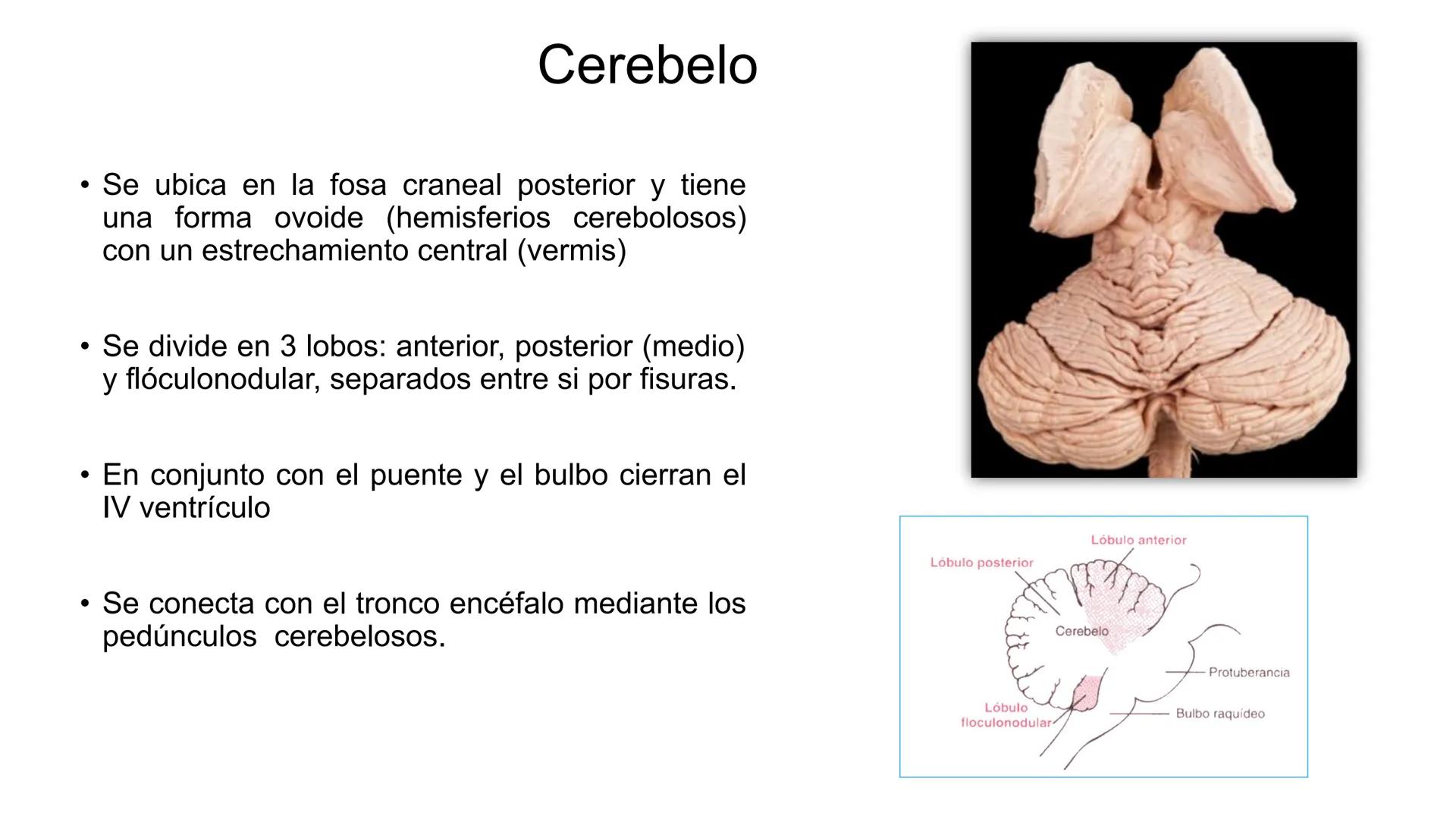 E
Universidad
Central
Facultad de Medicina
y Ciencias de la Salud
Neuroanatomía:
Encéfalo
configuración
interna y externa
Equipo Anatomía