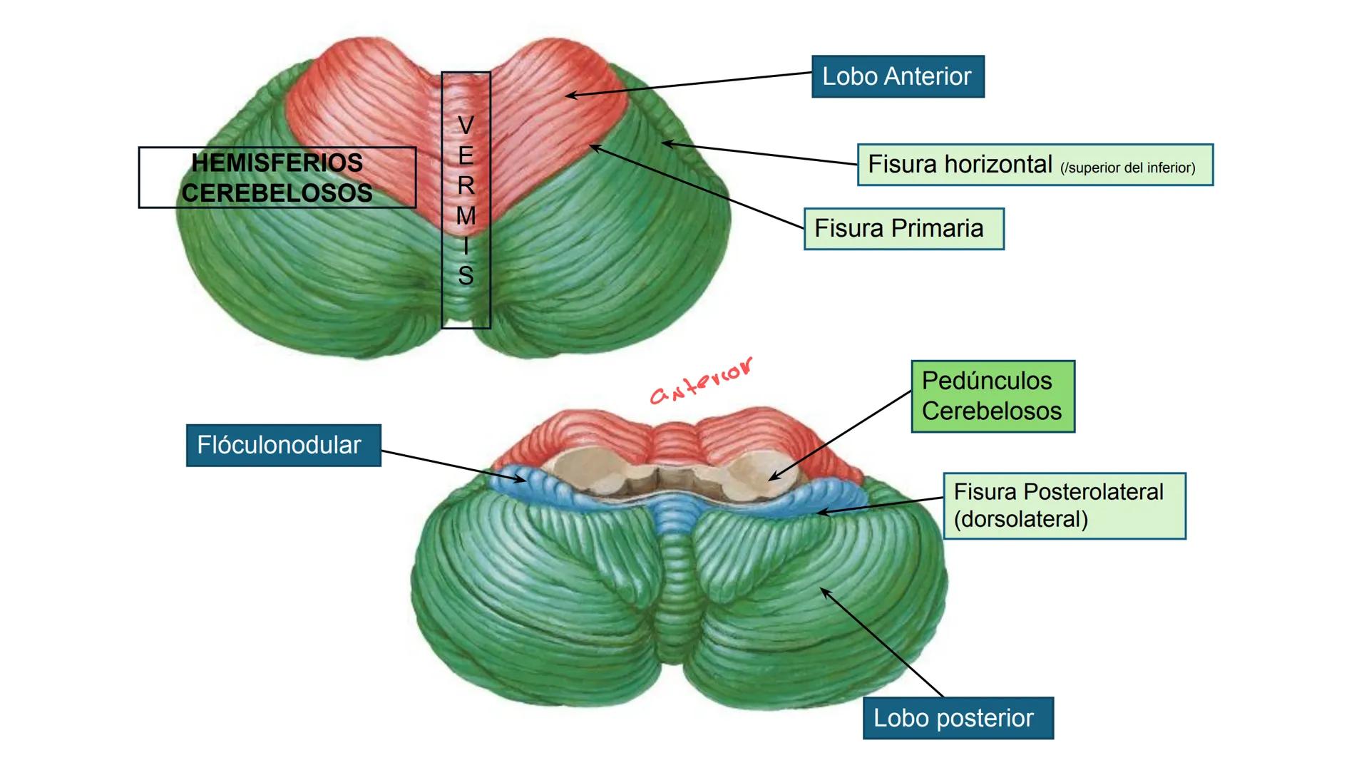 E
Universidad
Central
Facultad de Medicina
y Ciencias de la Salud
Neuroanatomía:
Encéfalo
configuración
interna y externa
Equipo Anatomía