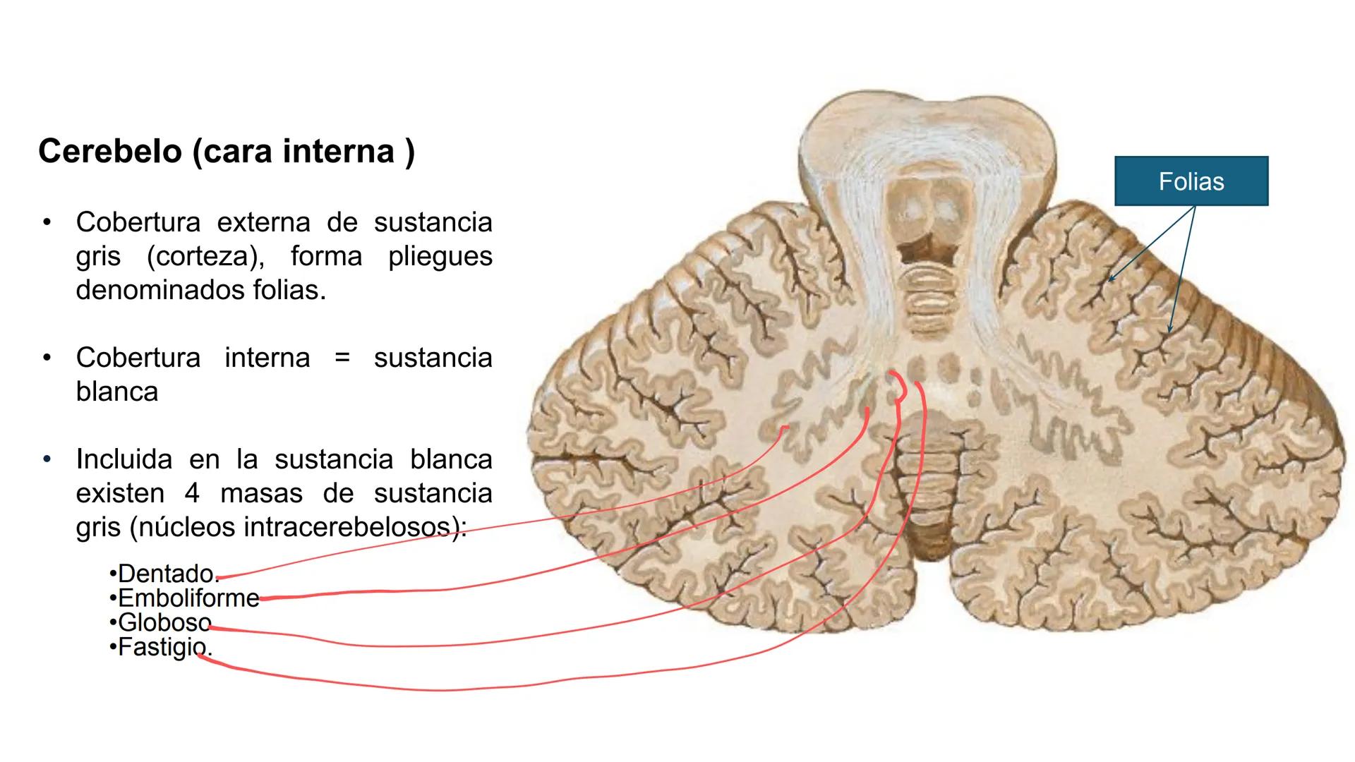 E
Universidad
Central
Facultad de Medicina
y Ciencias de la Salud
Neuroanatomía:
Encéfalo
configuración
interna y externa
Equipo Anatomía