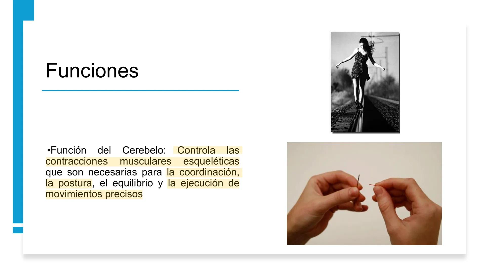 E
Universidad
Central
Facultad de Medicina
y Ciencias de la Salud
Neuroanatomía:
Encéfalo
configuración
interna y externa
Equipo Anatomía