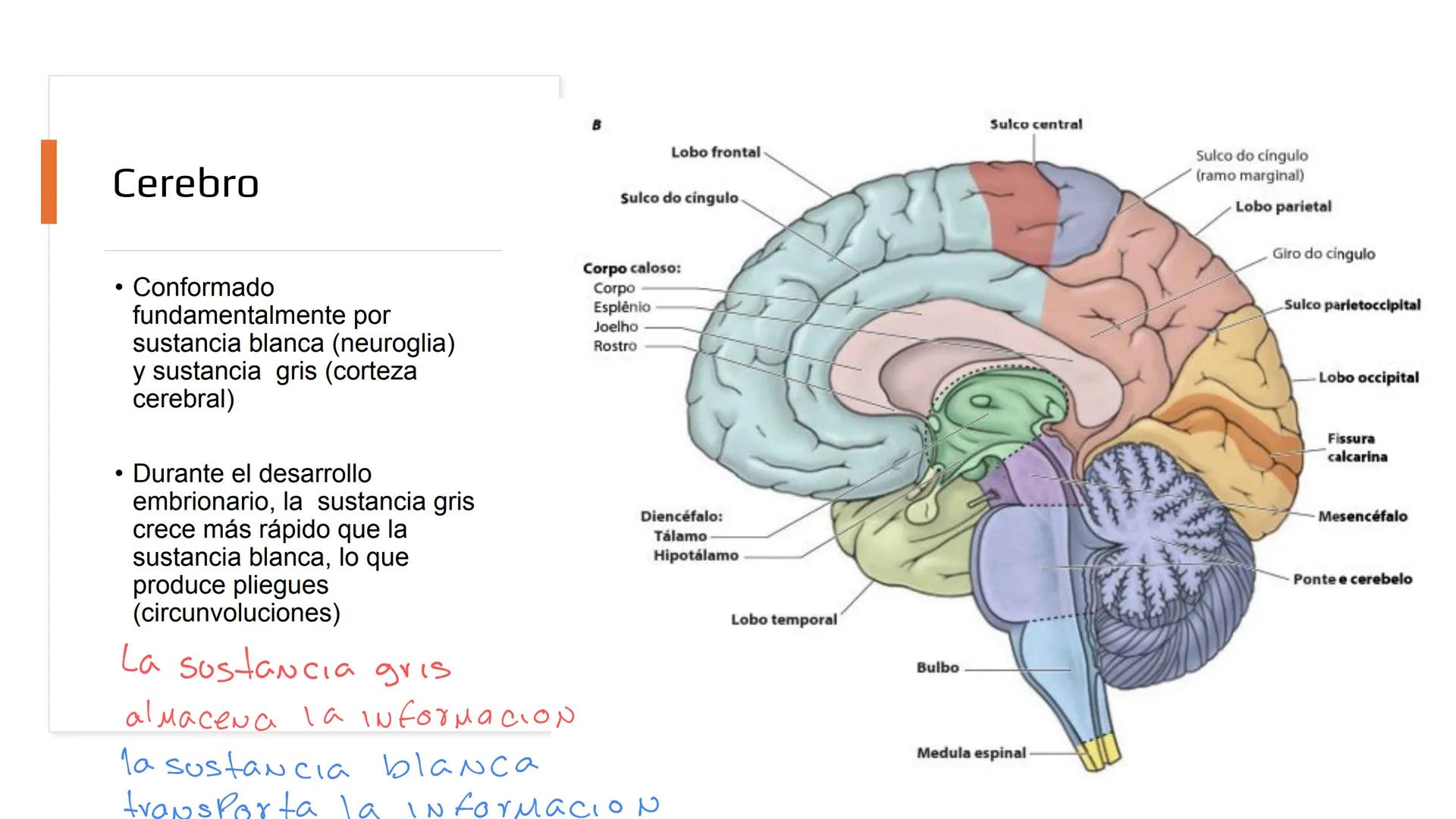 E
Universidad
Central
Facultad de Medicina
y Ciencias de la Salud
Neuroanatomía:
Encéfalo
configuración
interna y externa
Equipo Anatomía