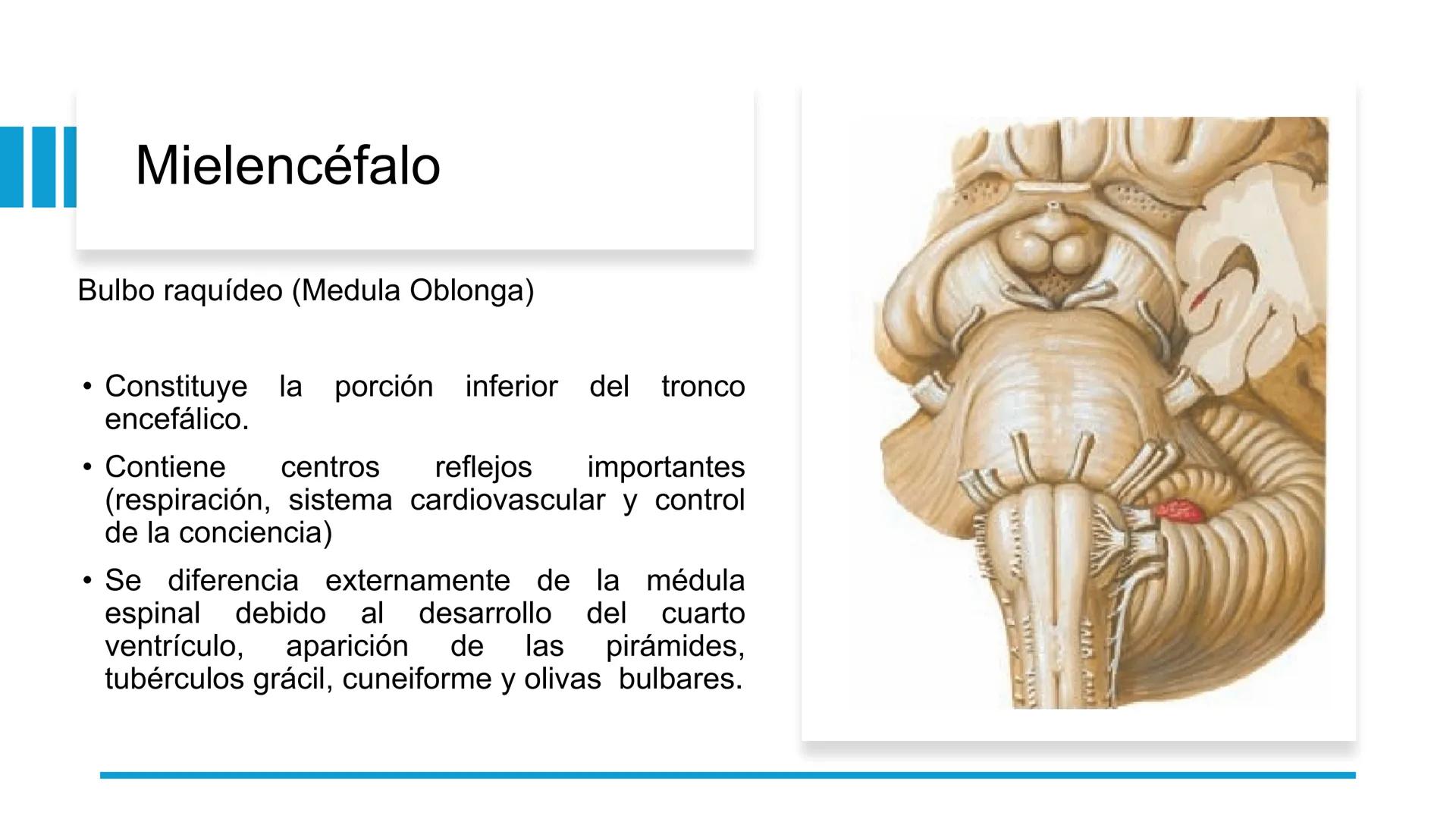 E
Universidad
Central
Facultad de Medicina
y Ciencias de la Salud
Neuroanatomía:
Encéfalo
configuración
interna y externa
Equipo Anatomía
