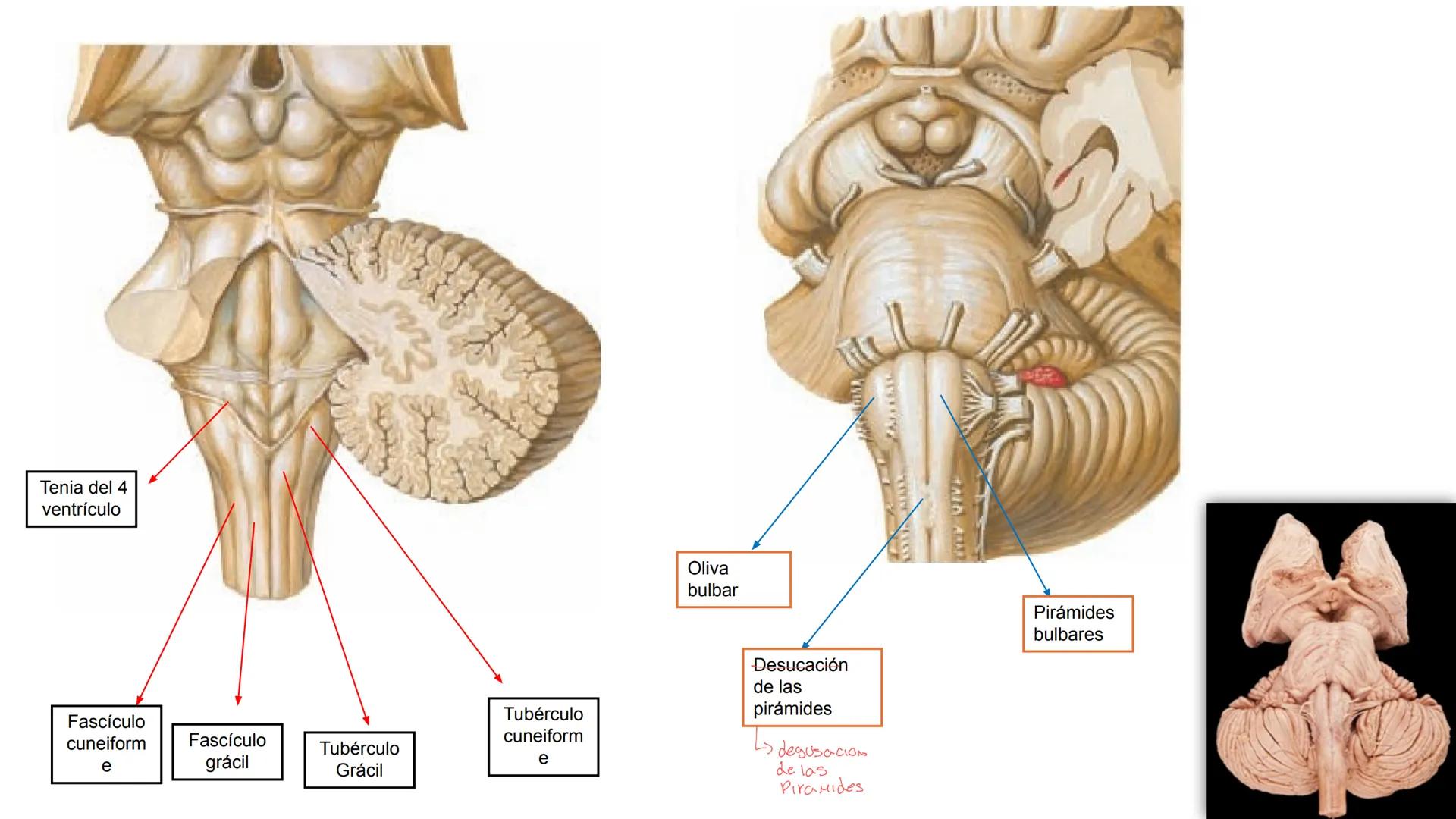 E
Universidad
Central
Facultad de Medicina
y Ciencias de la Salud
Neuroanatomía:
Encéfalo
configuración
interna y externa
Equipo Anatomía