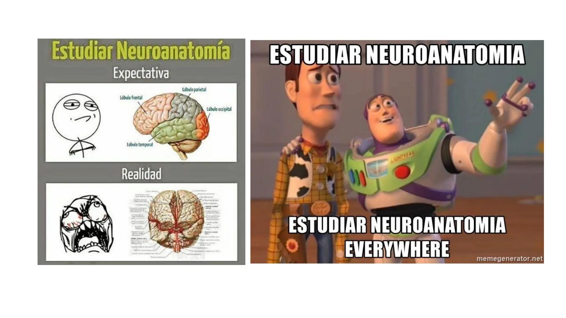 E
Universidad
Central
Facultad de Medicina
y Ciencias de la Salud
Neuroanatomía:
Encéfalo
configuración
interna y externa
Equipo Anatomía