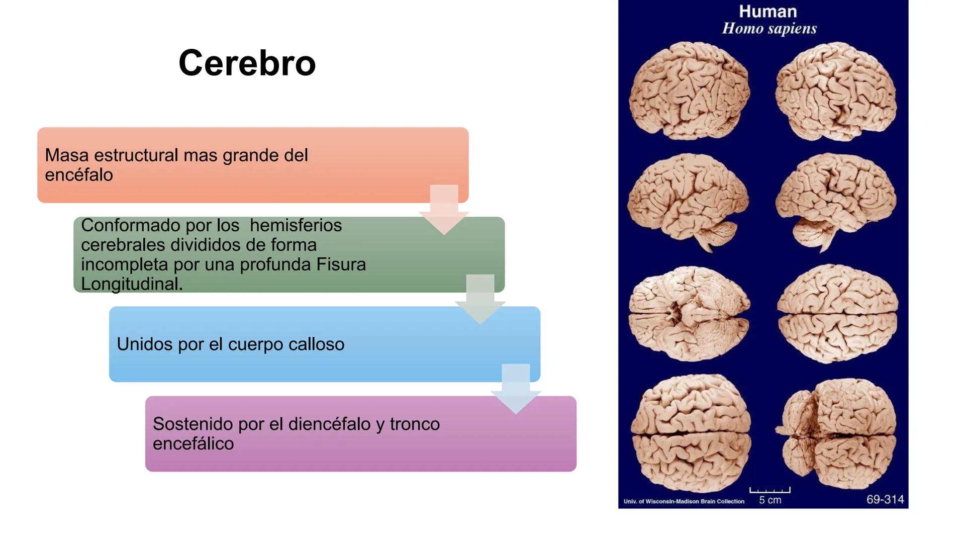 E
Universidad
Central
Facultad de Medicina
y Ciencias de la Salud
Neuroanatomía:
Encéfalo
configuración
interna y externa
Equipo Anatomía