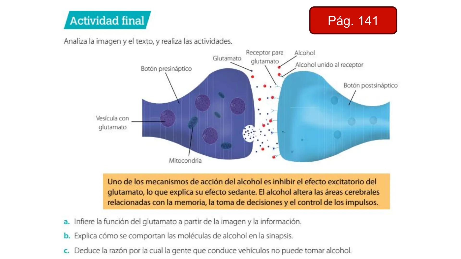 OE
Clase 8: Efecto de drogas en
el sistema nervioso central
Objetivo: Reconocer el mecanismo de acción de diversas
drogas a nivel del sist