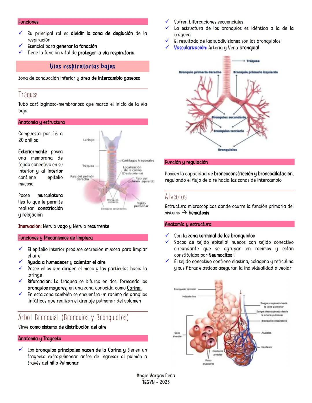 ```markdown
SISTEMA
Respiratorio
Generalidades
- Es un sistema de intercambio y su función principal es
permitir la respiración externa.