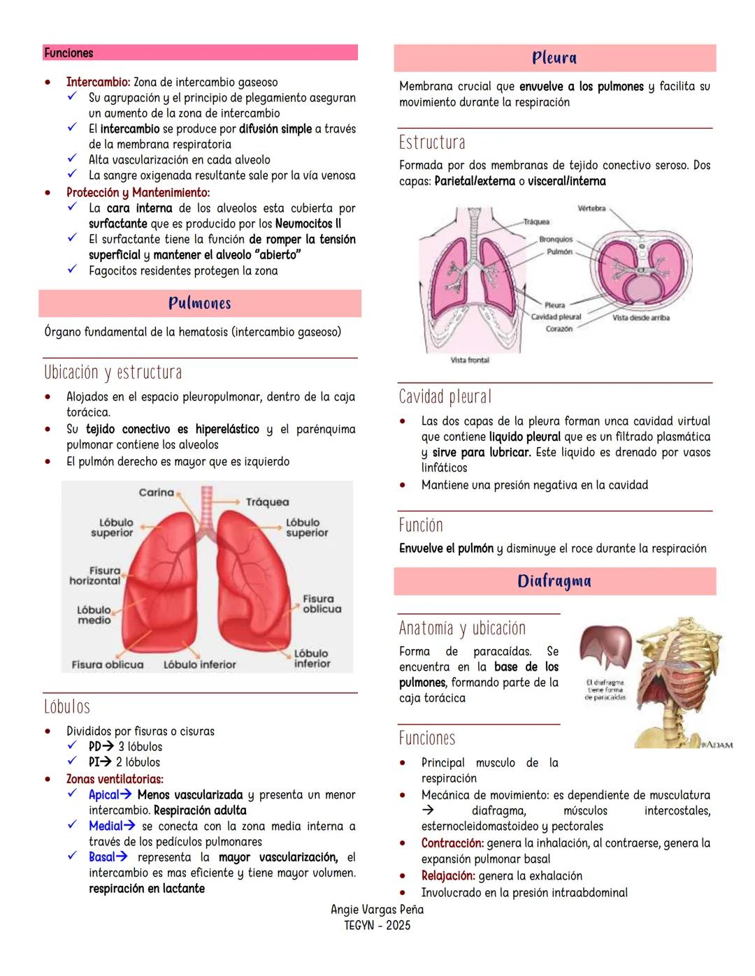 ```markdown
SISTEMA
Respiratorio
Generalidades
- Es un sistema de intercambio y su función principal es
permitir la respiración externa.