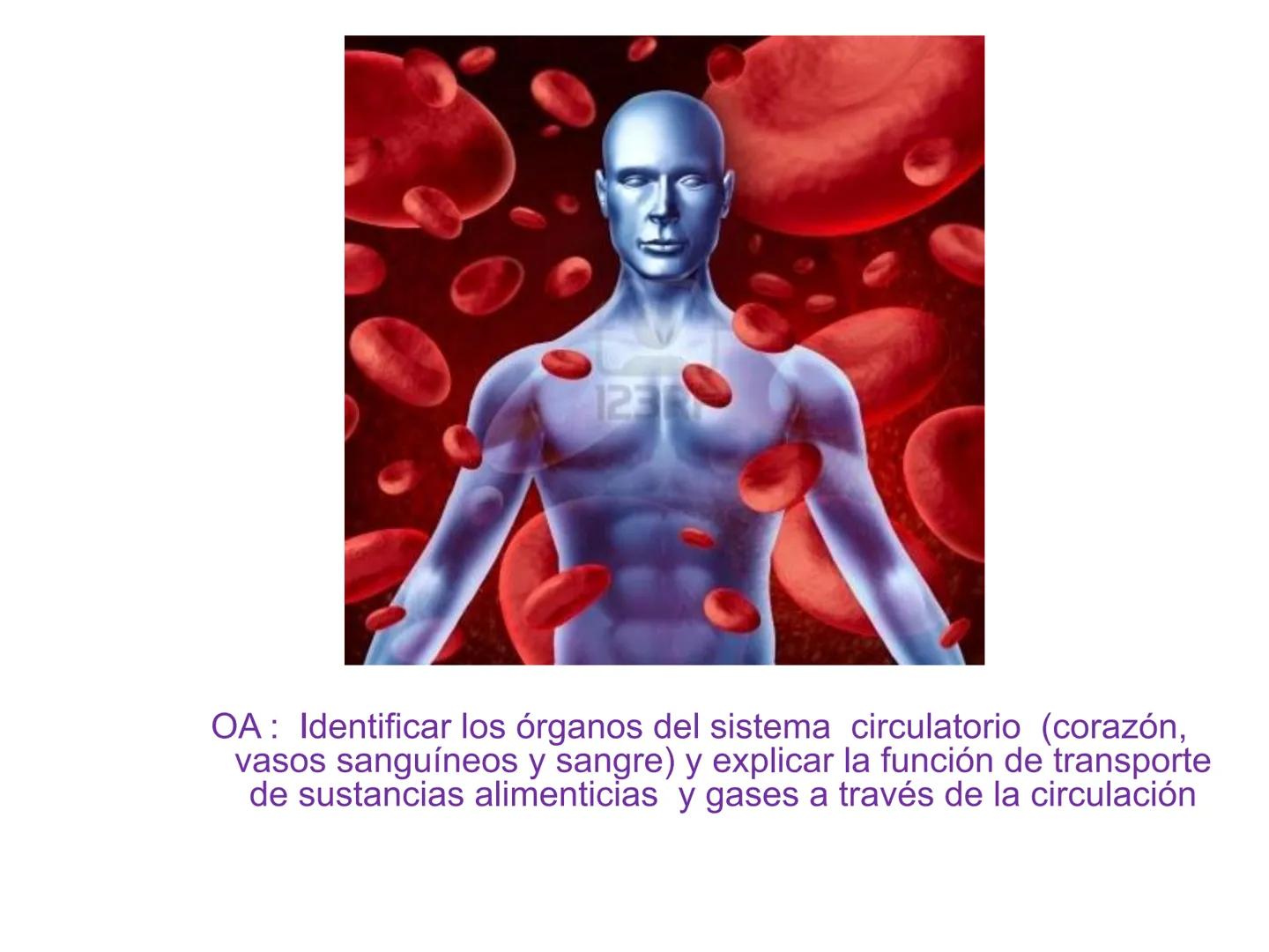 12.3
OA: Identificar los órganos del sistema circulatorio (corazón,
vasos sanguíneos y sangre) y explicar la función de transporte
de susta