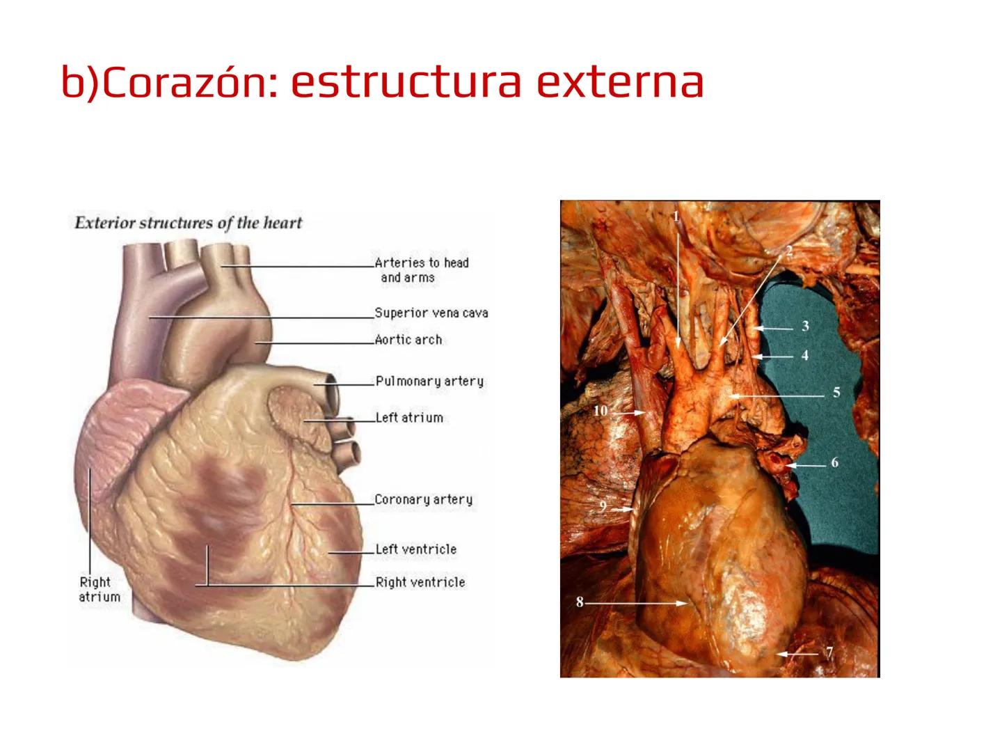 12.3
OA: Identificar los órganos del sistema circulatorio (corazón,
vasos sanguíneos y sangre) y explicar la función de transporte
de susta