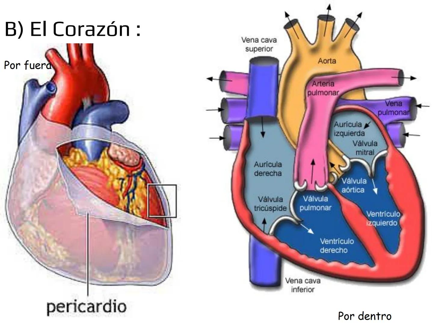 12.3
OA: Identificar los órganos del sistema circulatorio (corazón,
vasos sanguíneos y sangre) y explicar la función de transporte
de susta