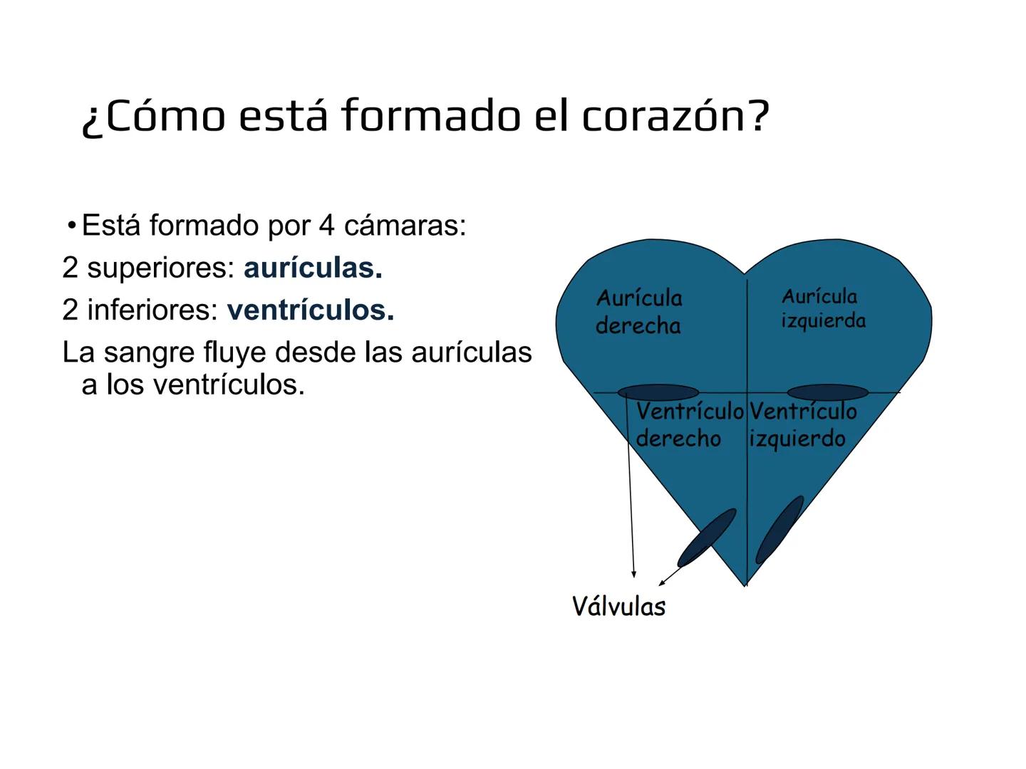 12.3
OA: Identificar los órganos del sistema circulatorio (corazón,
vasos sanguíneos y sangre) y explicar la función de transporte
de susta