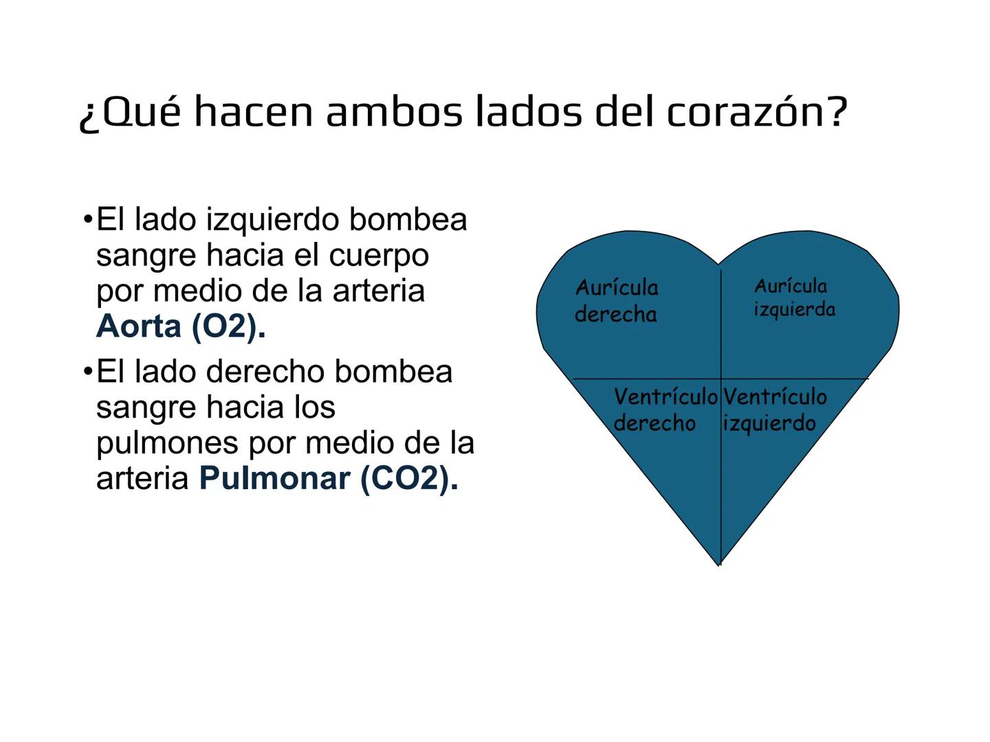 12.3
OA: Identificar los órganos del sistema circulatorio (corazón,
vasos sanguíneos y sangre) y explicar la función de transporte
de susta