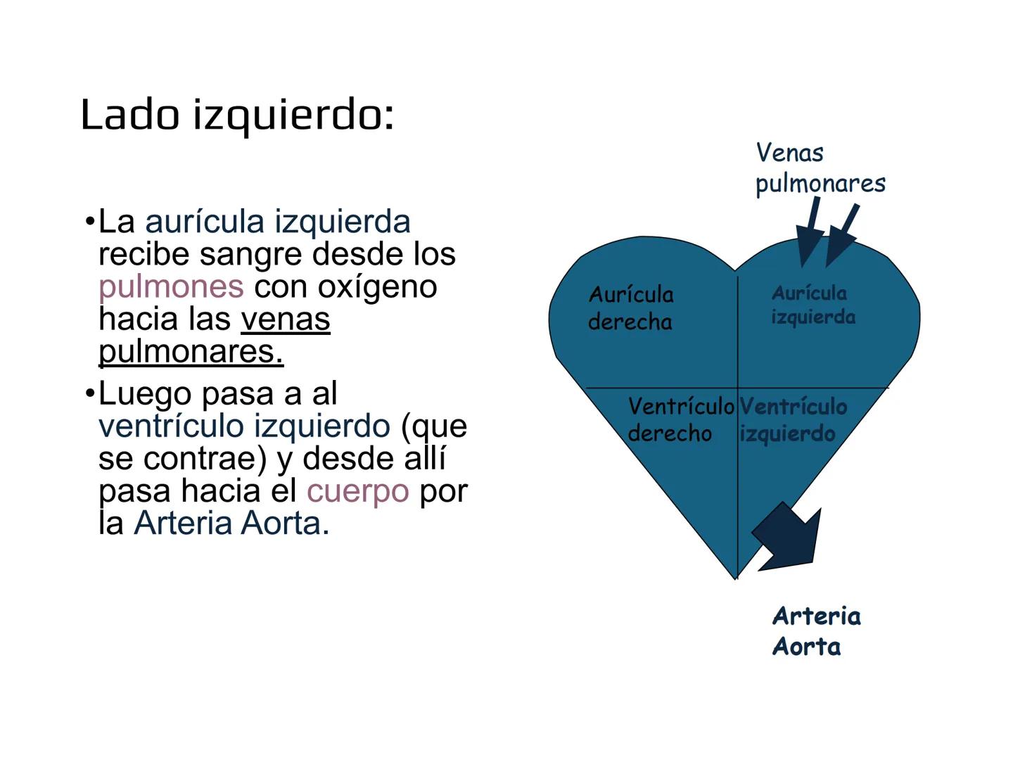 12.3
OA: Identificar los órganos del sistema circulatorio (corazón,
vasos sanguíneos y sangre) y explicar la función de transporte
de susta