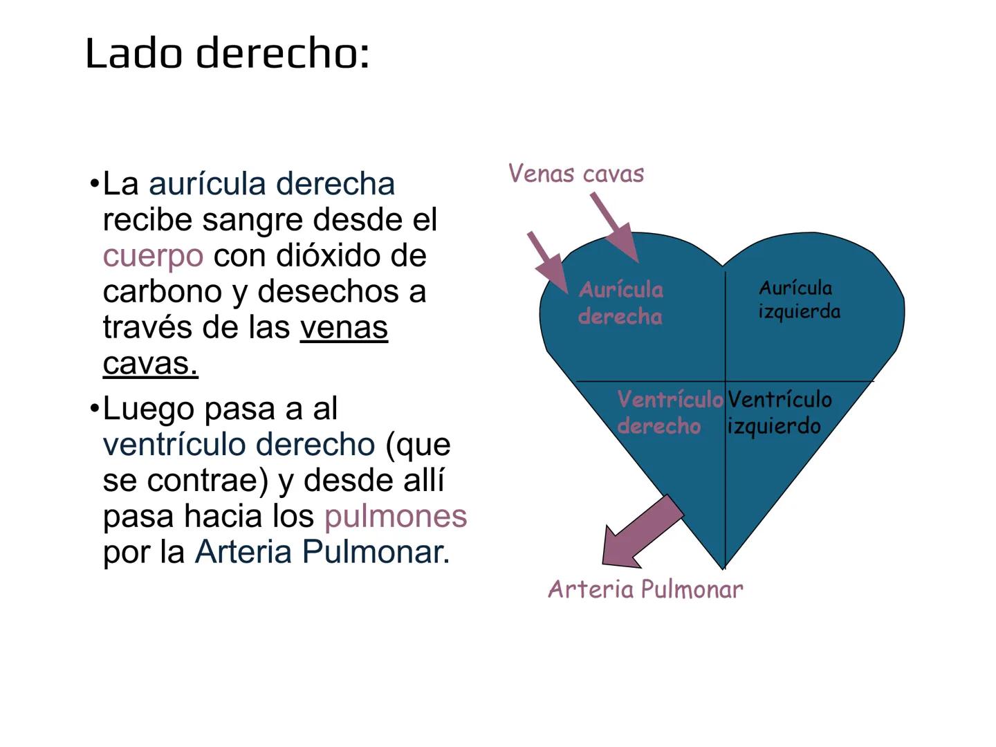 12.3
OA: Identificar los órganos del sistema circulatorio (corazón,
vasos sanguíneos y sangre) y explicar la función de transporte
de susta