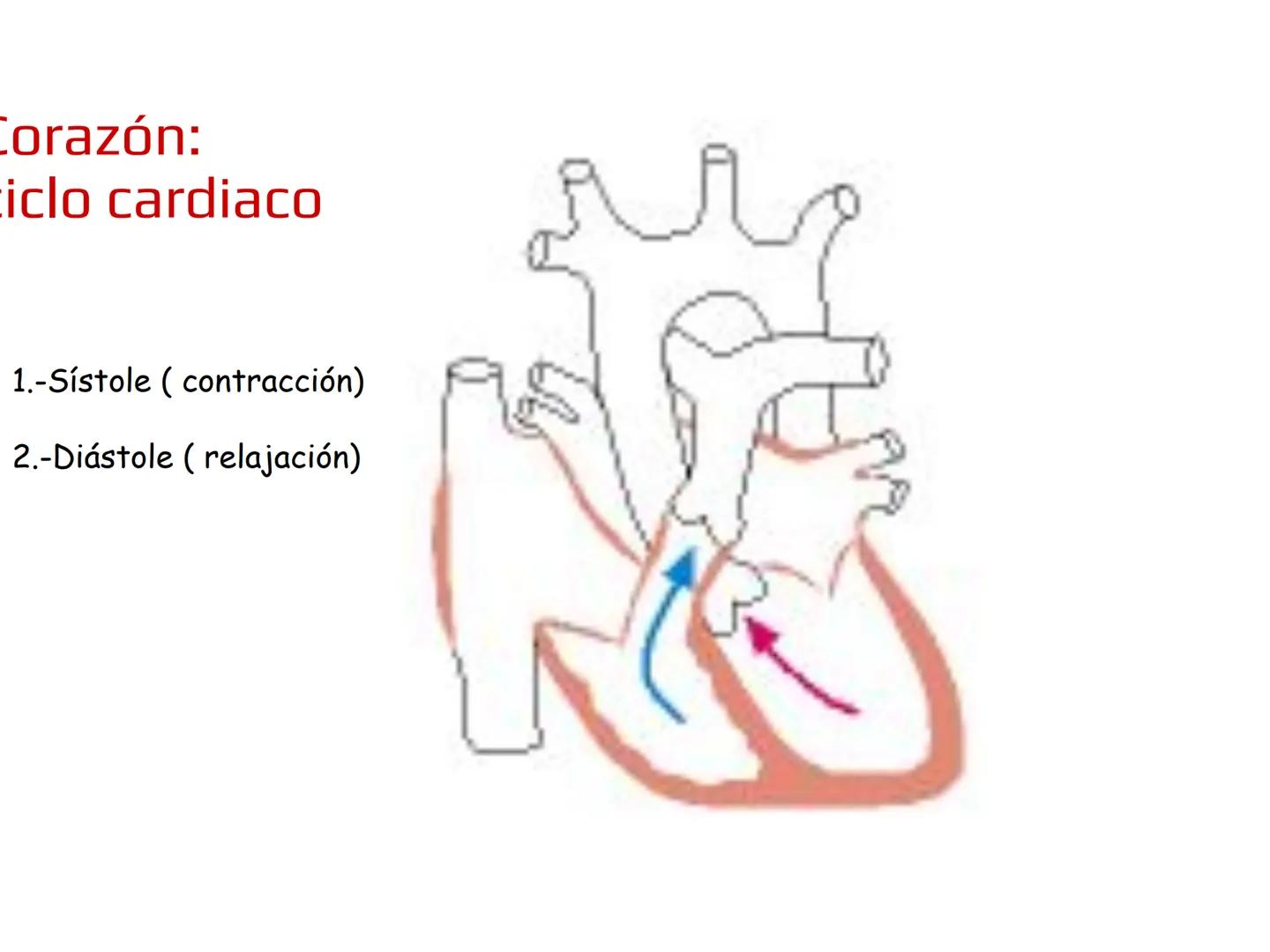 12.3
OA: Identificar los órganos del sistema circulatorio (corazón,
vasos sanguíneos y sangre) y explicar la función de transporte
de susta