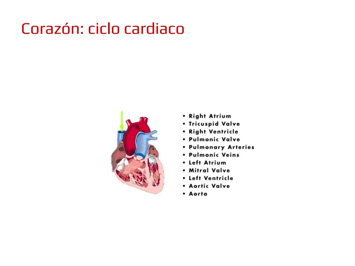 12.3
OA: Identificar los órganos del sistema circulatorio (corazón,
vasos sanguíneos y sangre) y explicar la función de transporte
de susta