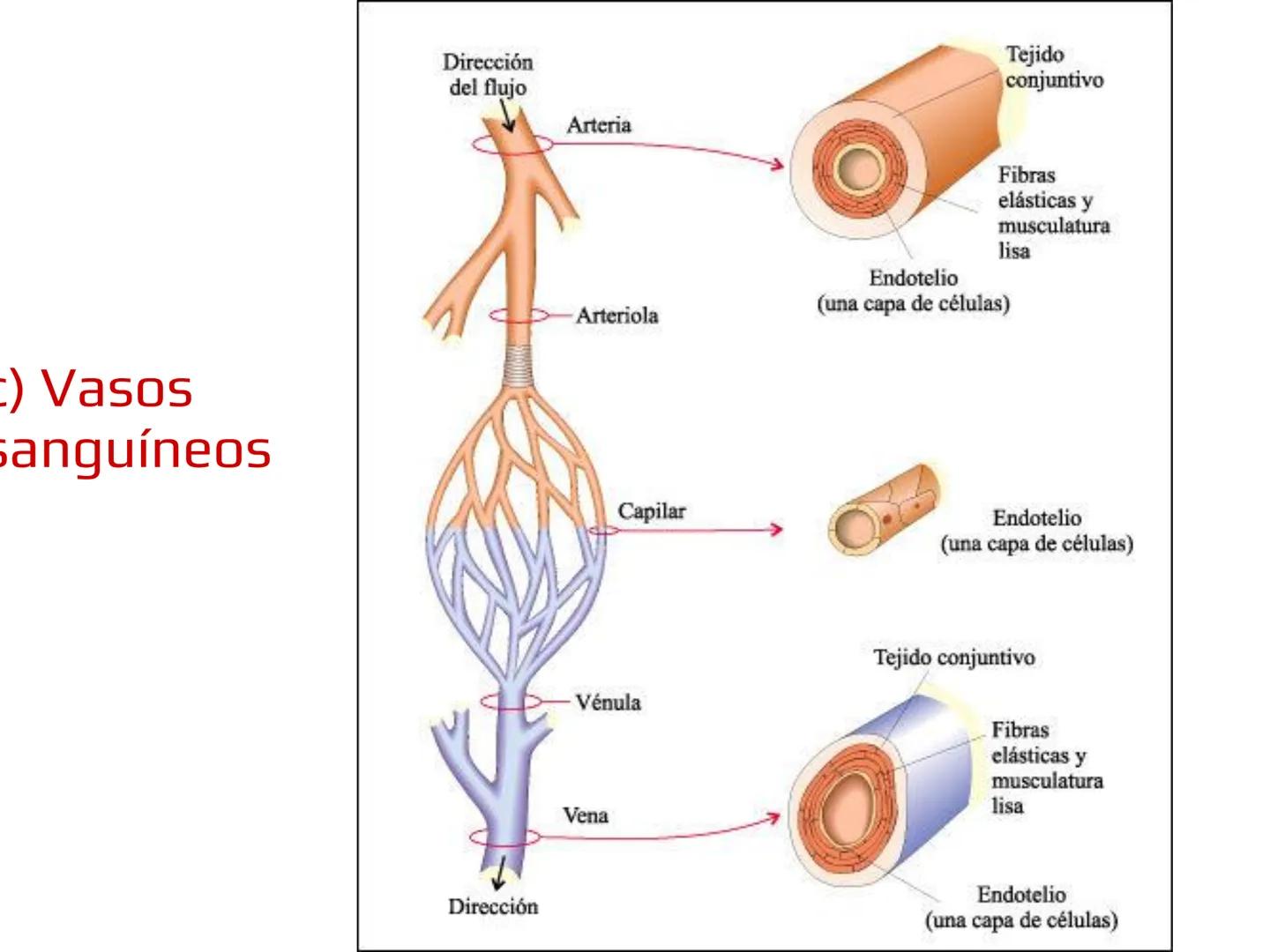 12.3
OA: Identificar los órganos del sistema circulatorio (corazón,
vasos sanguíneos y sangre) y explicar la función de transporte
de susta