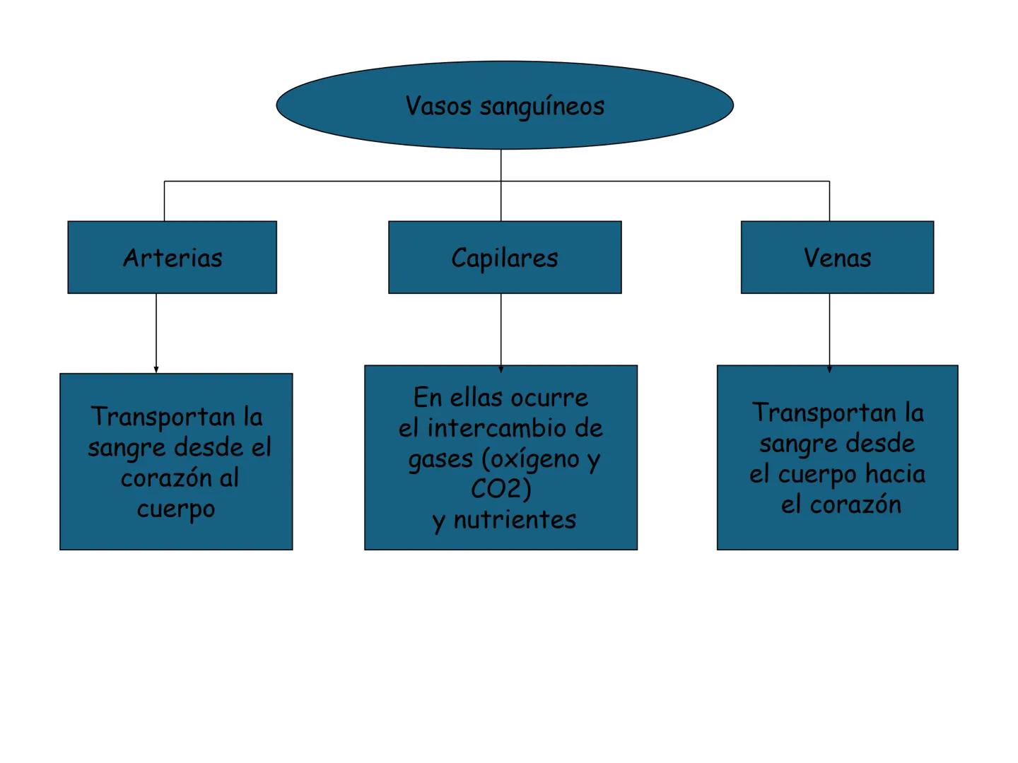 12.3
OA: Identificar los órganos del sistema circulatorio (corazón,
vasos sanguíneos y sangre) y explicar la función de transporte
de susta
