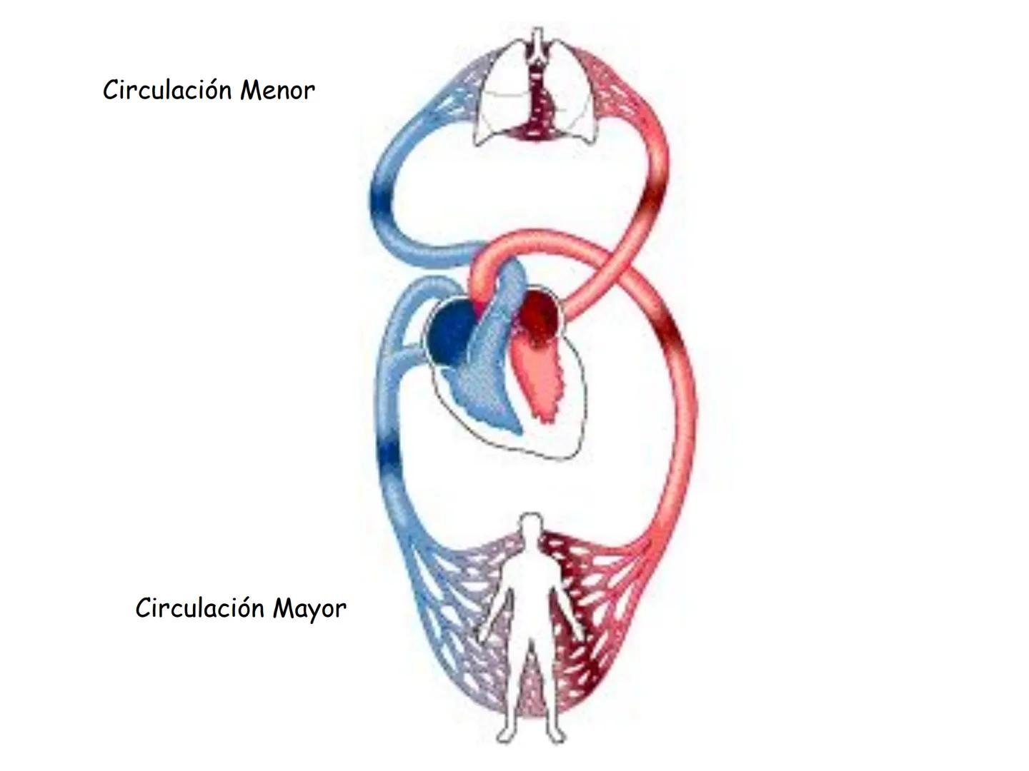12.3
OA: Identificar los órganos del sistema circulatorio (corazón,
vasos sanguíneos y sangre) y explicar la función de transporte
de susta