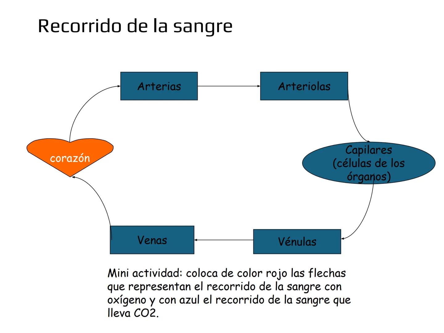 12.3
OA: Identificar los órganos del sistema circulatorio (corazón,
vasos sanguíneos y sangre) y explicar la función de transporte
de susta