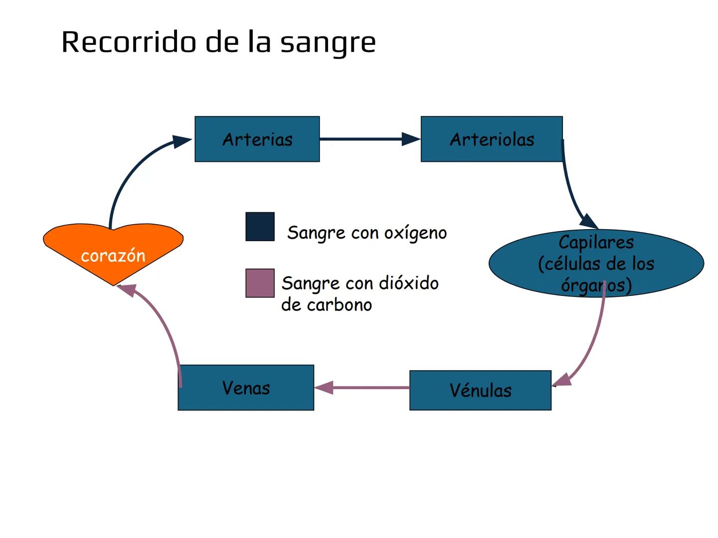12.3
OA: Identificar los órganos del sistema circulatorio (corazón,
vasos sanguíneos y sangre) y explicar la función de transporte
de susta