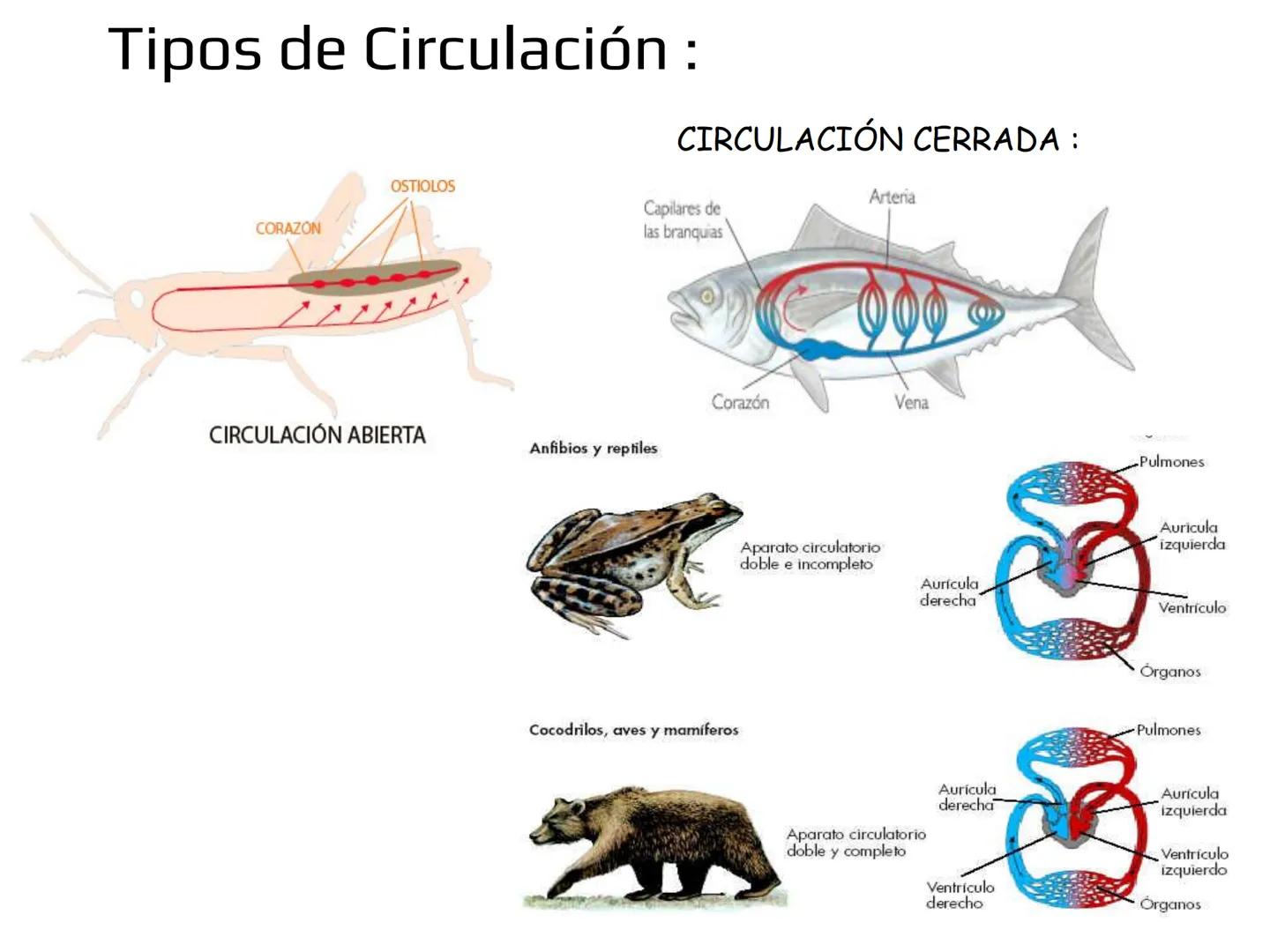 12.3
OA: Identificar los órganos del sistema circulatorio (corazón,
vasos sanguíneos y sangre) y explicar la función de transporte
de susta