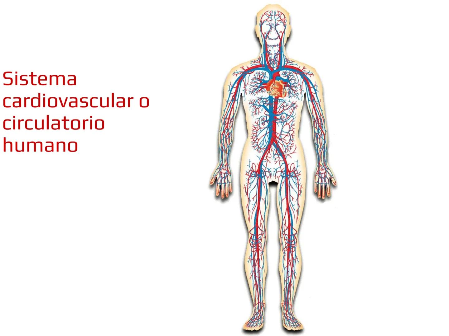 12.3
OA: Identificar los órganos del sistema circulatorio (corazón,
vasos sanguíneos y sangre) y explicar la función de transporte
de susta