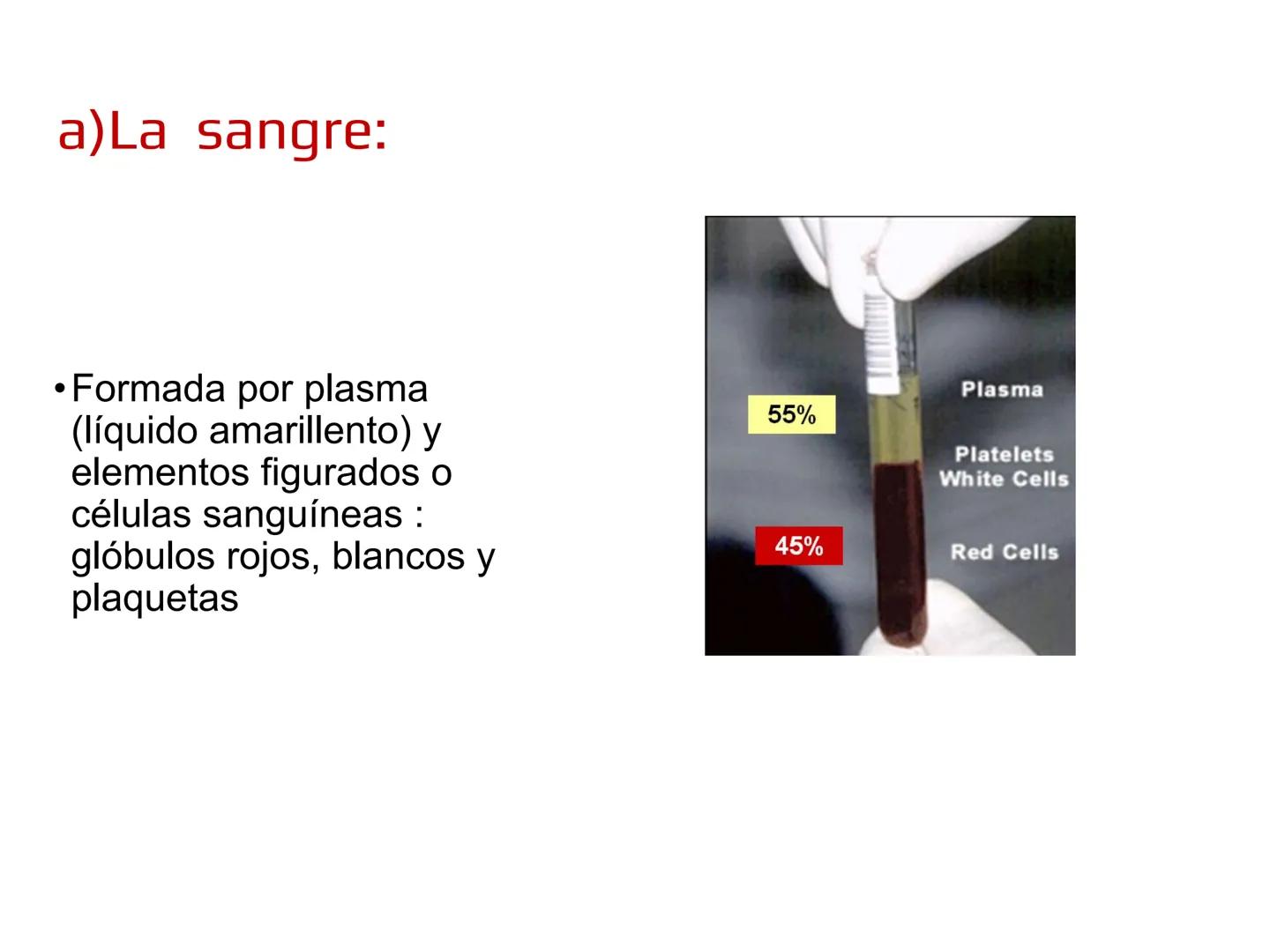 12.3
OA: Identificar los órganos del sistema circulatorio (corazón,
vasos sanguíneos y sangre) y explicar la función de transporte
de susta