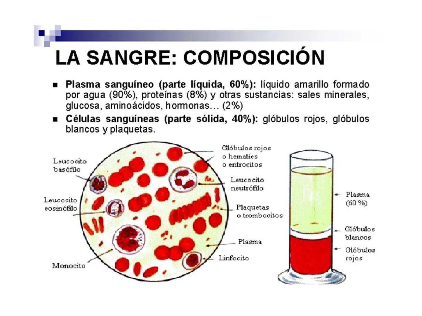 12.3
OA: Identificar los órganos del sistema circulatorio (corazón,
vasos sanguíneos y sangre) y explicar la función de transporte
de susta