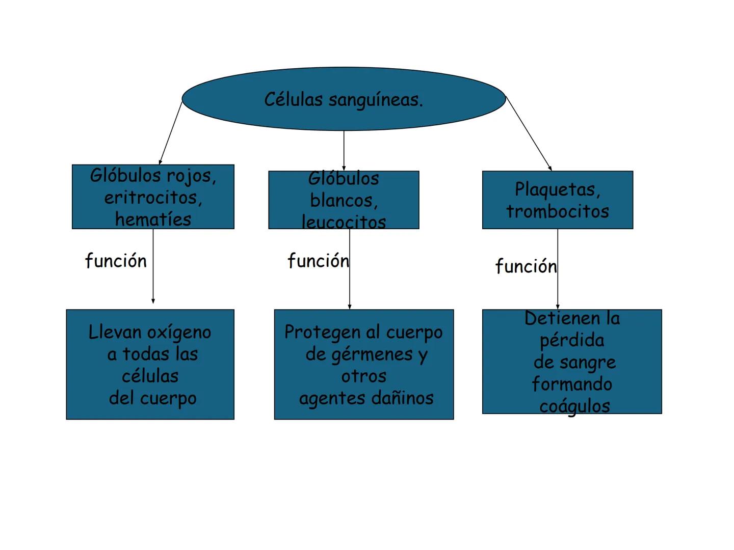 12.3
OA: Identificar los órganos del sistema circulatorio (corazón,
vasos sanguíneos y sangre) y explicar la función de transporte
de susta