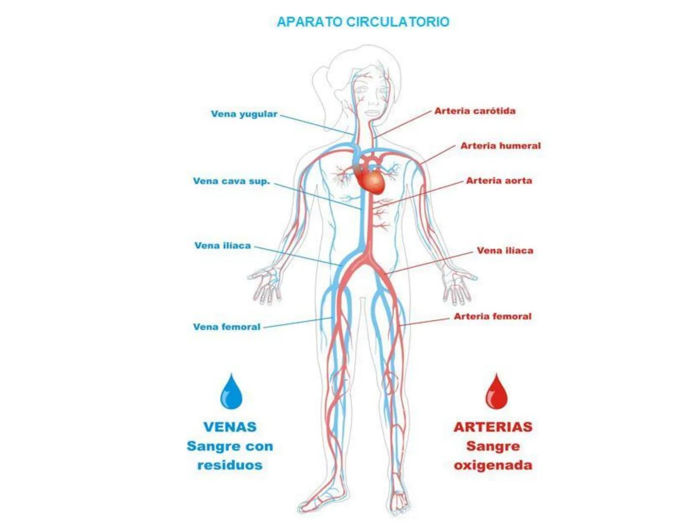 12.3
OA: Identificar los órganos del sistema circulatorio (corazón,
vasos sanguíneos y sangre) y explicar la función de transporte
de susta