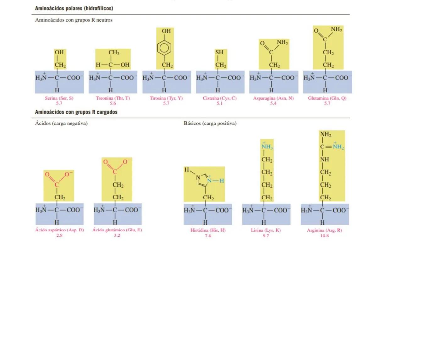 | BIOQUIMICA
Dra. Layla Simón
lsimon@uft.cl REPASO SOLEMNE 2
1. Química Orgánica
2. Enzimas
3. Introducción al metabolismo
4. Metabolismo