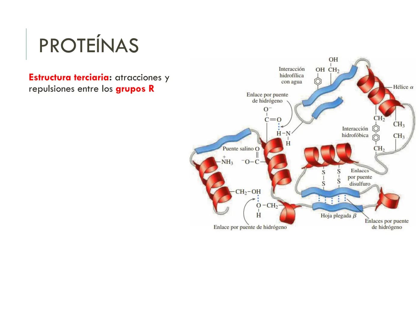 | BIOQUIMICA
Dra. Layla Simón
lsimon@uft.cl REPASO SOLEMNE 2
1. Química Orgánica
2. Enzimas
3. Introducción al metabolismo
4. Metabolismo