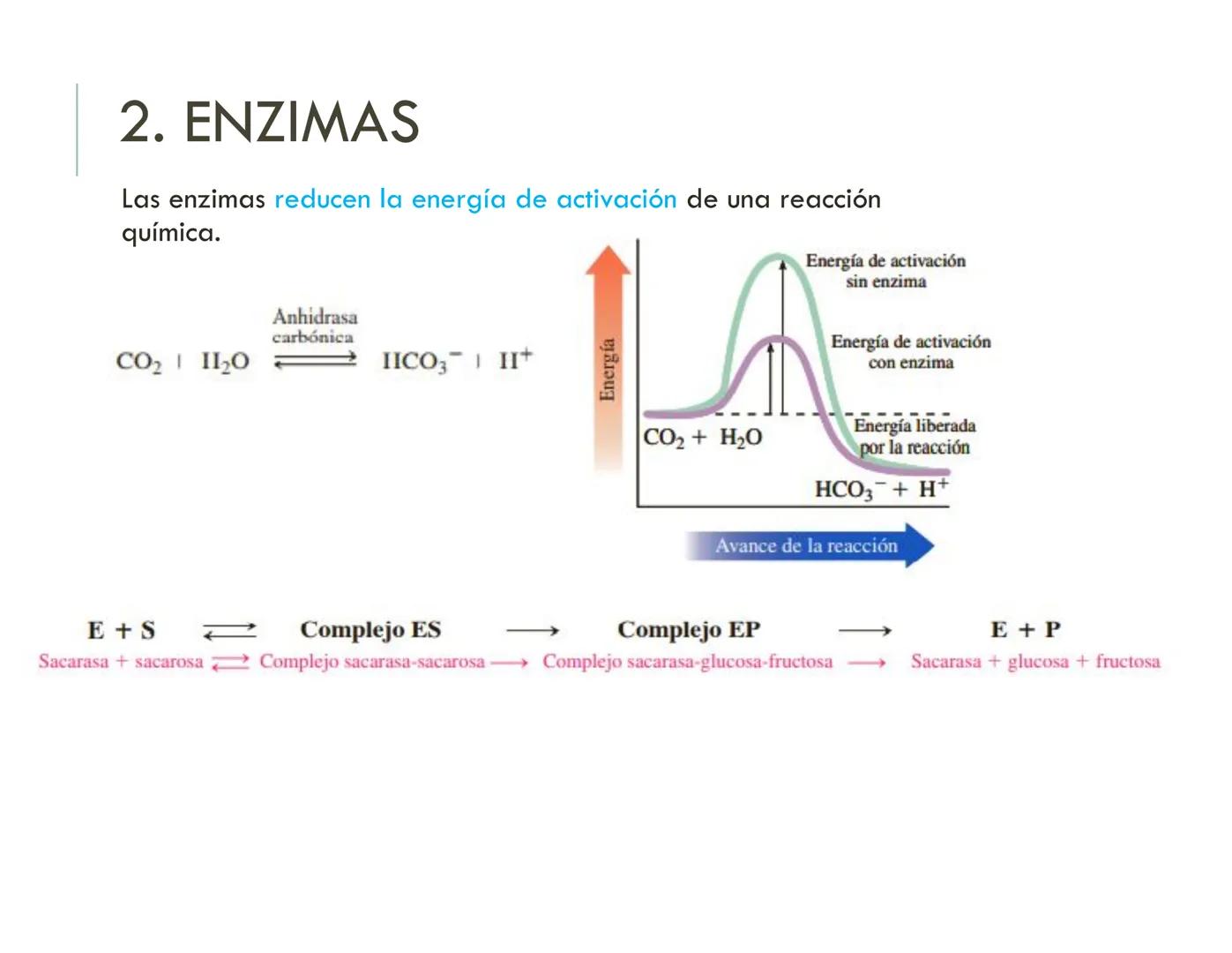 | BIOQUIMICA
Dra. Layla Simón
lsimon@uft.cl REPASO SOLEMNE 2
1. Química Orgánica
2. Enzimas
3. Introducción al metabolismo
4. Metabolismo