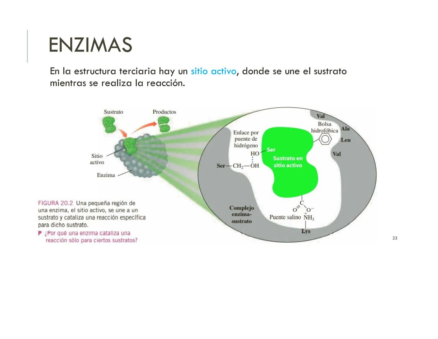 | BIOQUIMICA
Dra. Layla Simón
lsimon@uft.cl REPASO SOLEMNE 2
1. Química Orgánica
2. Enzimas
3. Introducción al metabolismo
4. Metabolismo