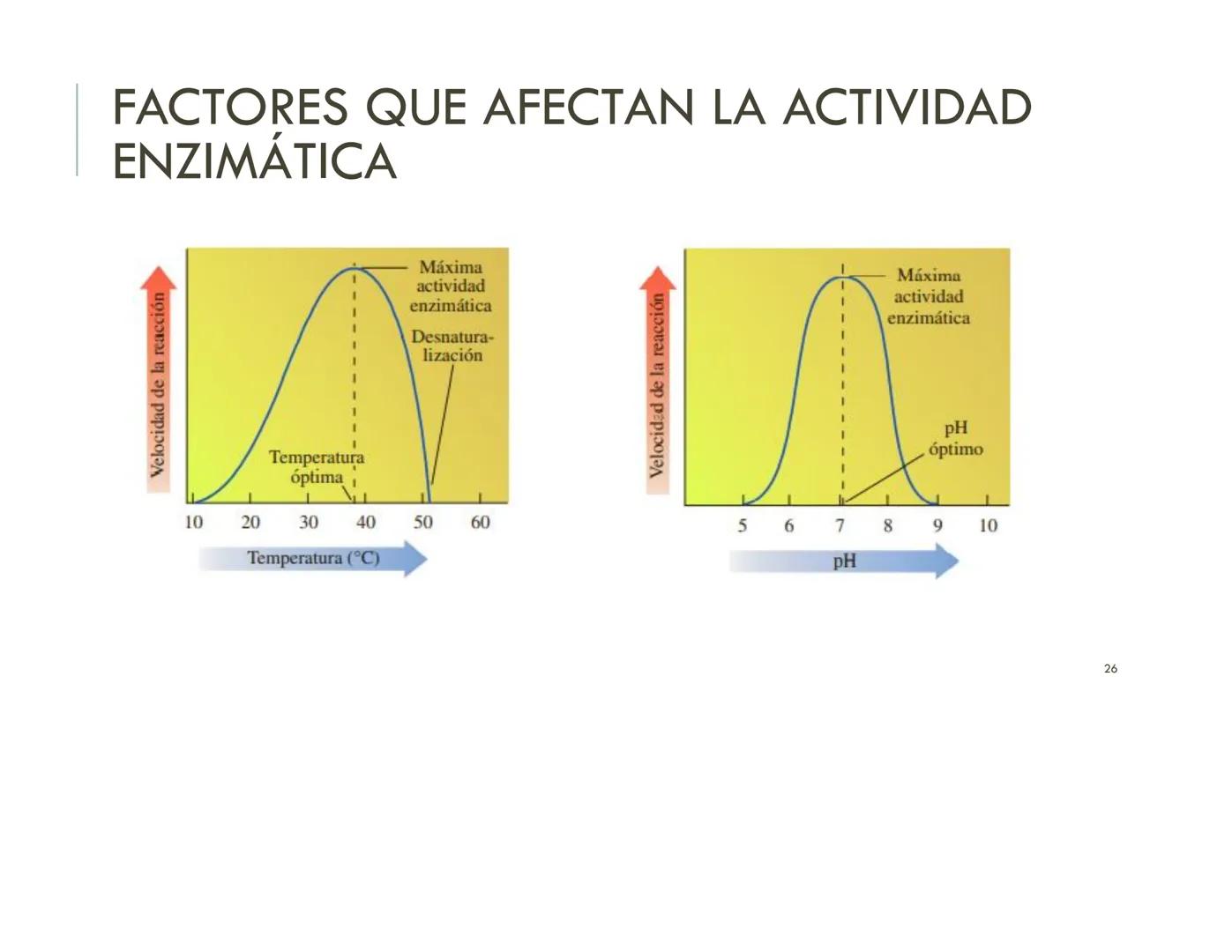 | BIOQUIMICA
Dra. Layla Simón
lsimon@uft.cl REPASO SOLEMNE 2
1. Química Orgánica
2. Enzimas
3. Introducción al metabolismo
4. Metabolismo