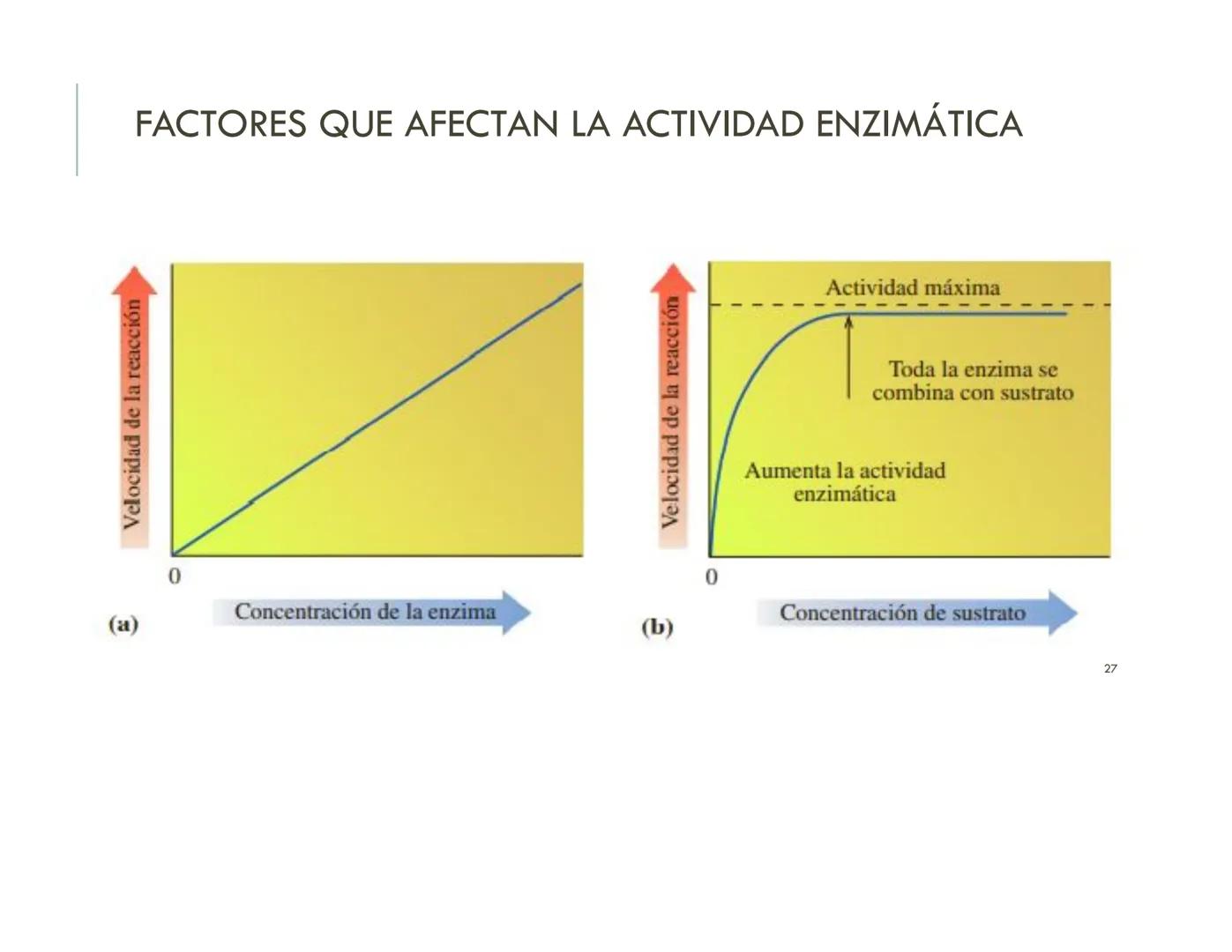 | BIOQUIMICA
Dra. Layla Simón
lsimon@uft.cl REPASO SOLEMNE 2
1. Química Orgánica
2. Enzimas
3. Introducción al metabolismo
4. Metabolismo