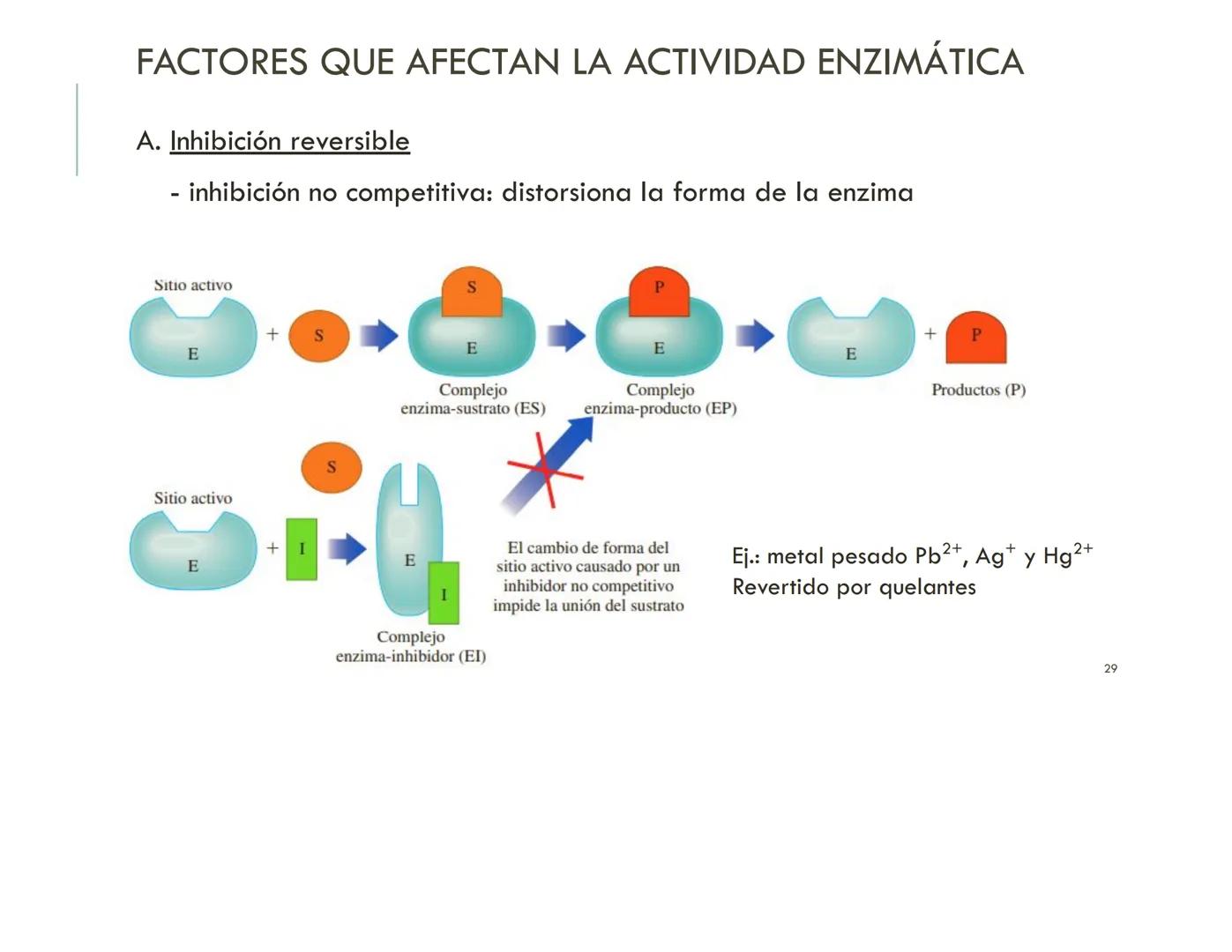 | BIOQUIMICA
Dra. Layla Simón
lsimon@uft.cl REPASO SOLEMNE 2
1. Química Orgánica
2. Enzimas
3. Introducción al metabolismo
4. Metabolismo