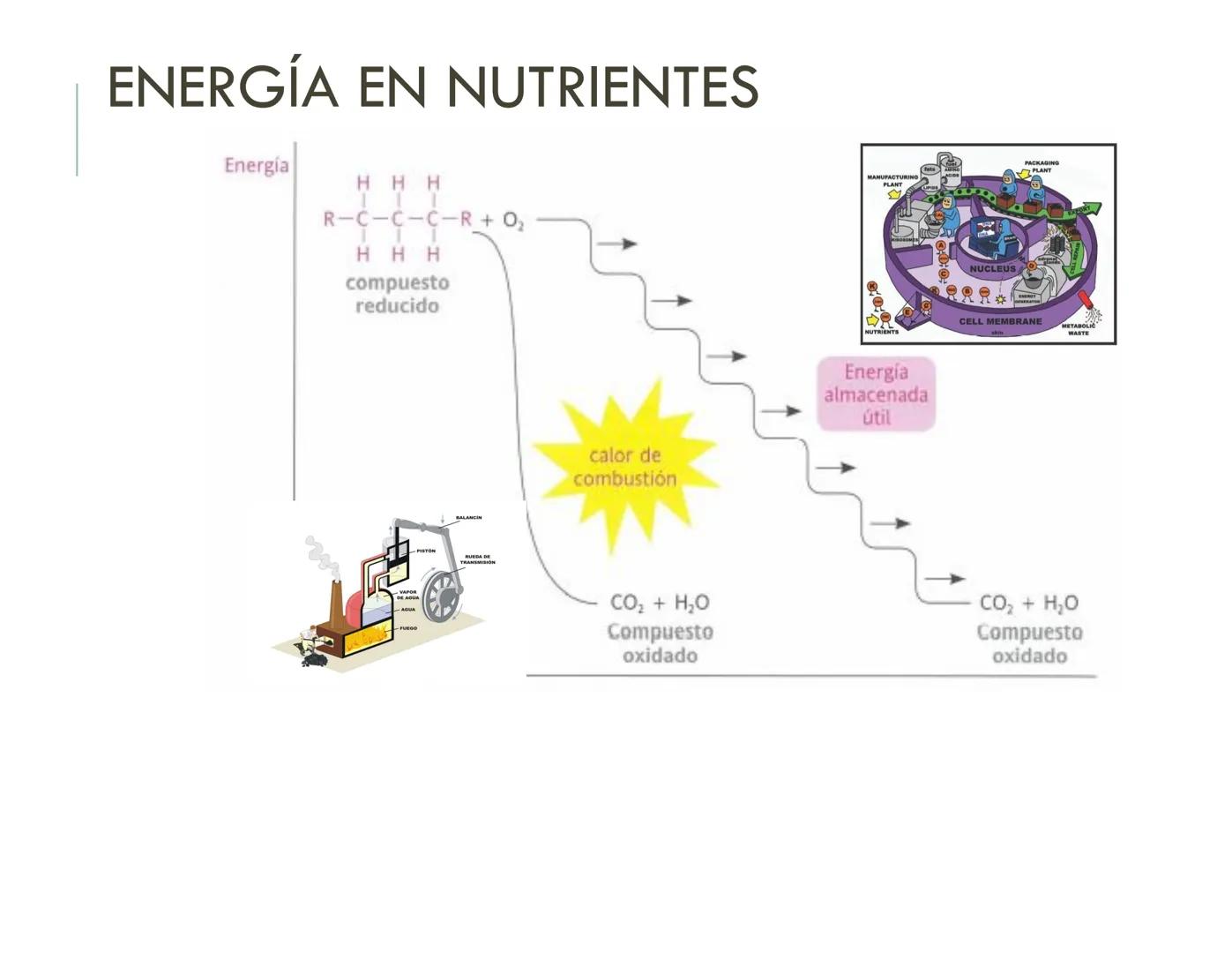 | BIOQUIMICA
Dra. Layla Simón
lsimon@uft.cl REPASO SOLEMNE 2
1. Química Orgánica
2. Enzimas
3. Introducción al metabolismo
4. Metabolismo
