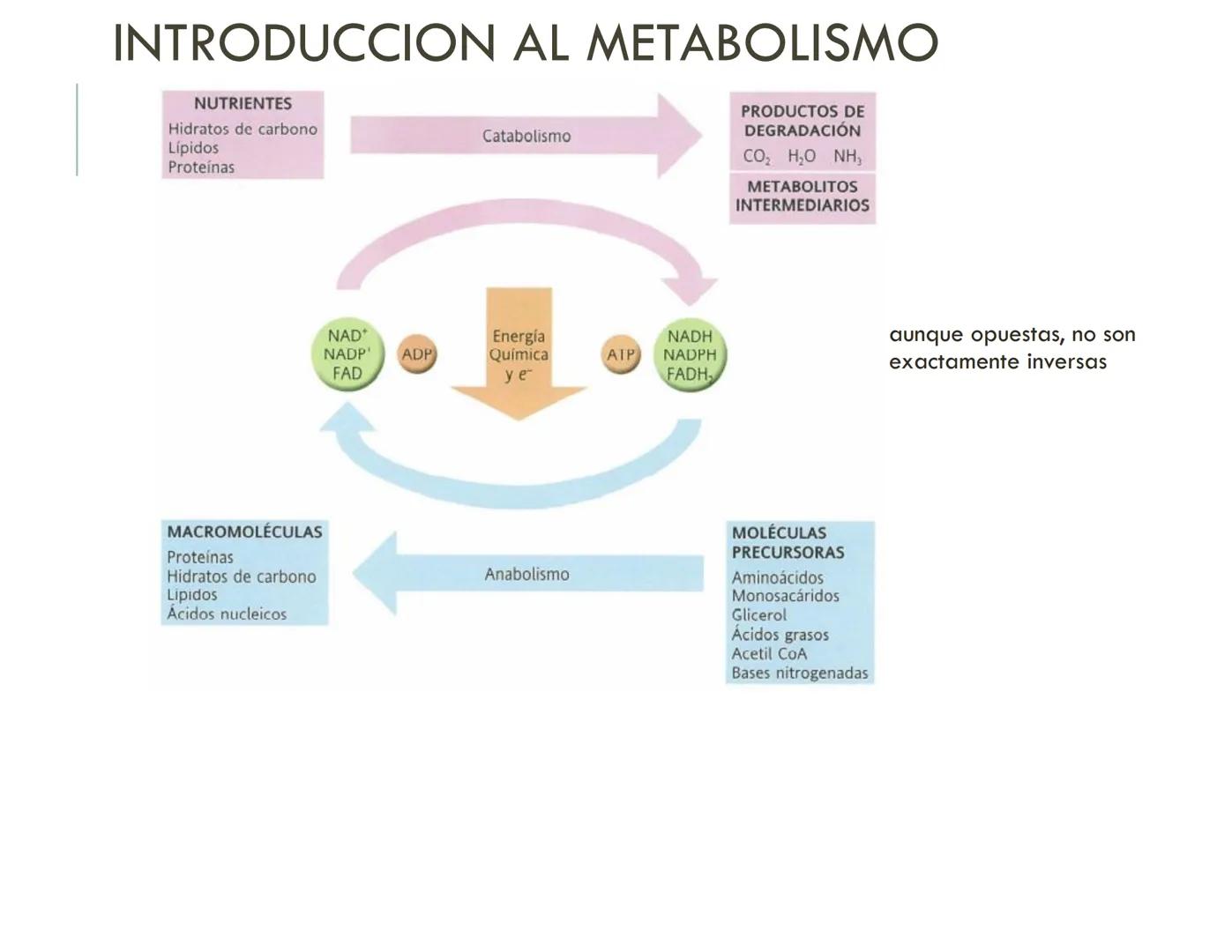 | BIOQUIMICA
Dra. Layla Simón
lsimon@uft.cl REPASO SOLEMNE 2
1. Química Orgánica
2. Enzimas
3. Introducción al metabolismo
4. Metabolismo