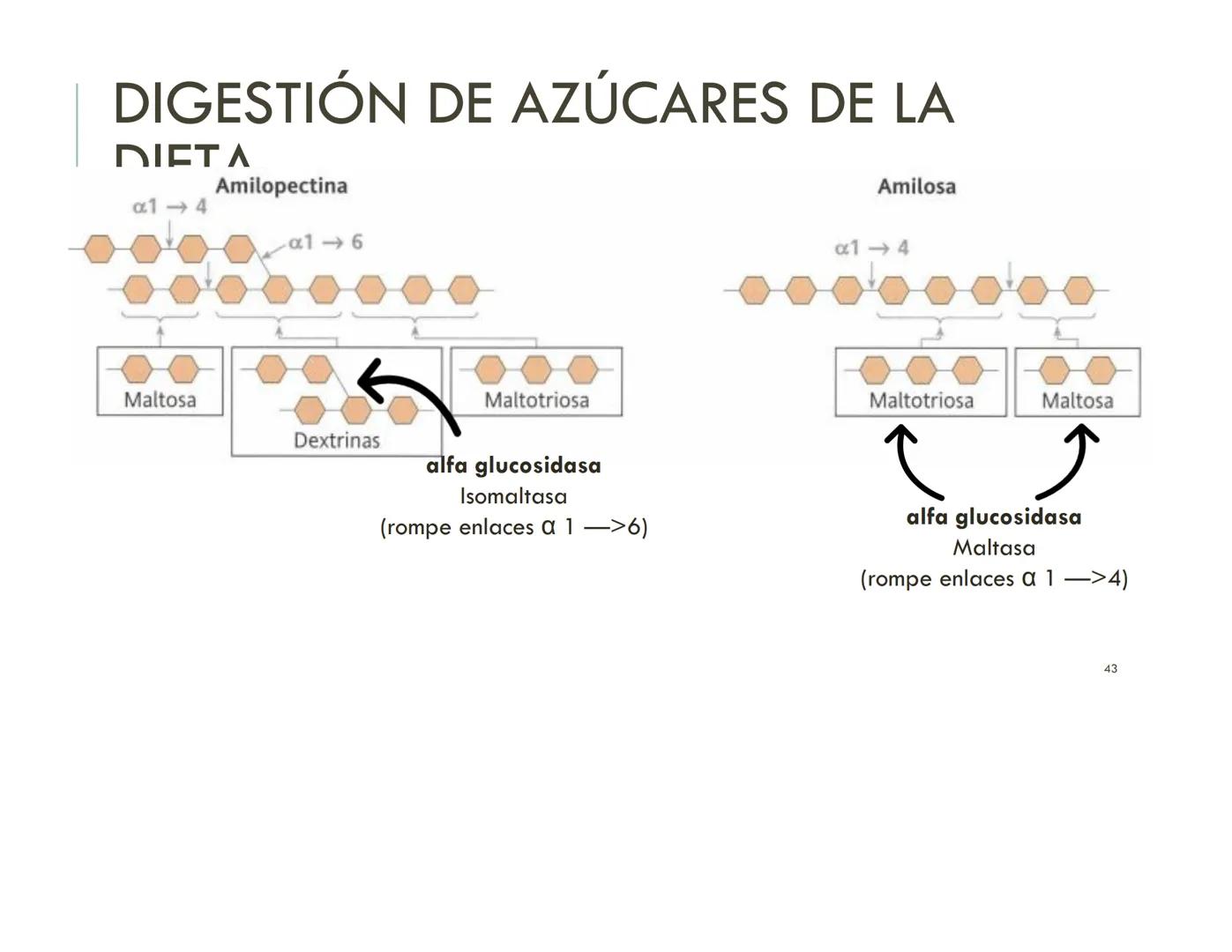 | BIOQUIMICA
Dra. Layla Simón
lsimon@uft.cl REPASO SOLEMNE 2
1. Química Orgánica
2. Enzimas
3. Introducción al metabolismo
4. Metabolismo