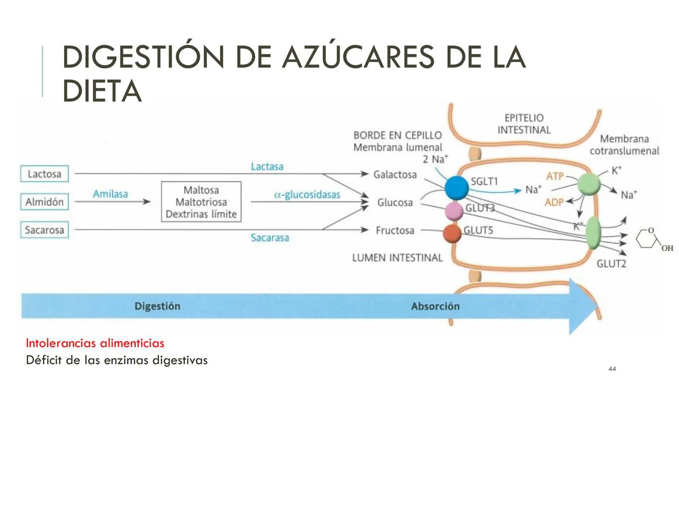 | BIOQUIMICA
Dra. Layla Simón
lsimon@uft.cl REPASO SOLEMNE 2
1. Química Orgánica
2. Enzimas
3. Introducción al metabolismo
4. Metabolismo