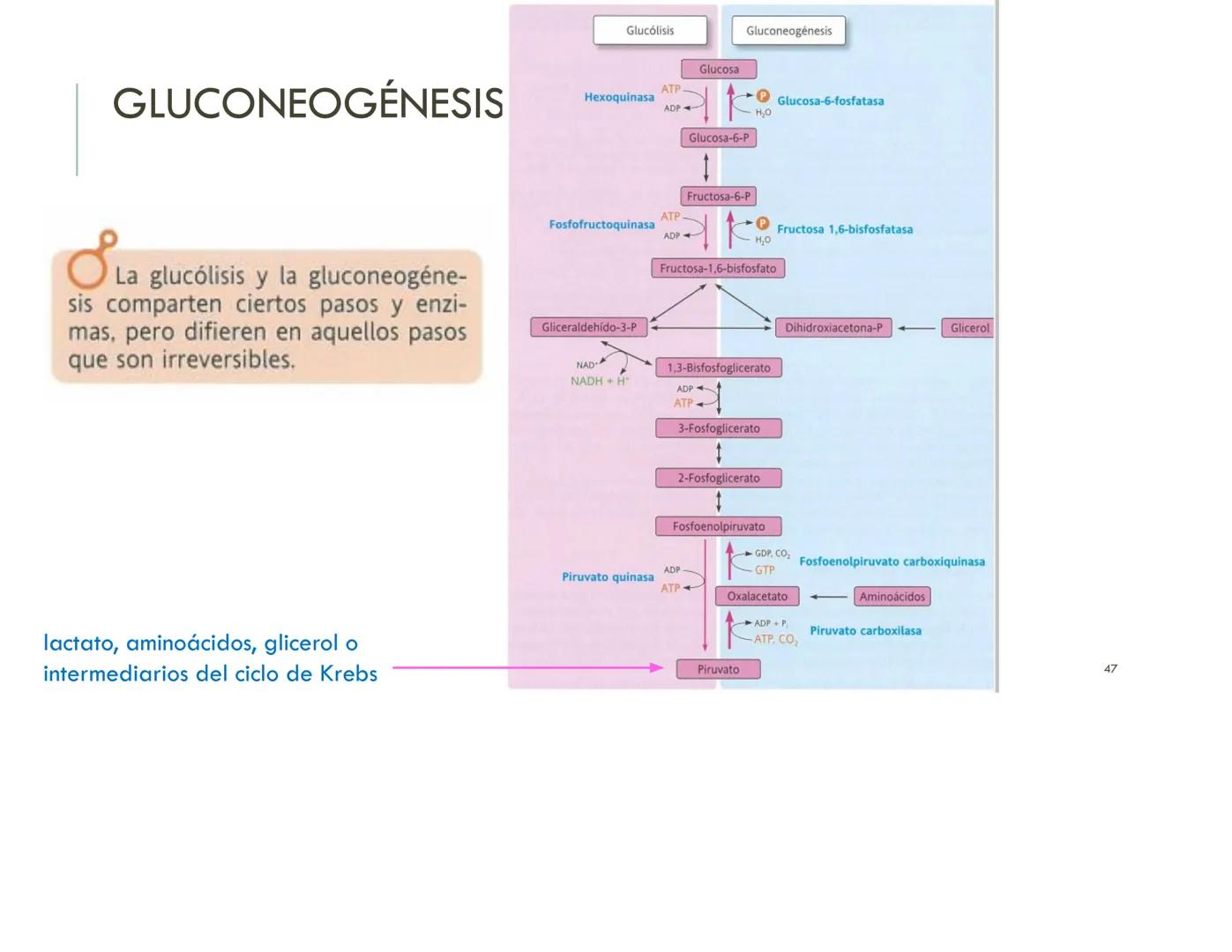 | BIOQUIMICA
Dra. Layla Simón
lsimon@uft.cl REPASO SOLEMNE 2
1. Química Orgánica
2. Enzimas
3. Introducción al metabolismo
4. Metabolismo