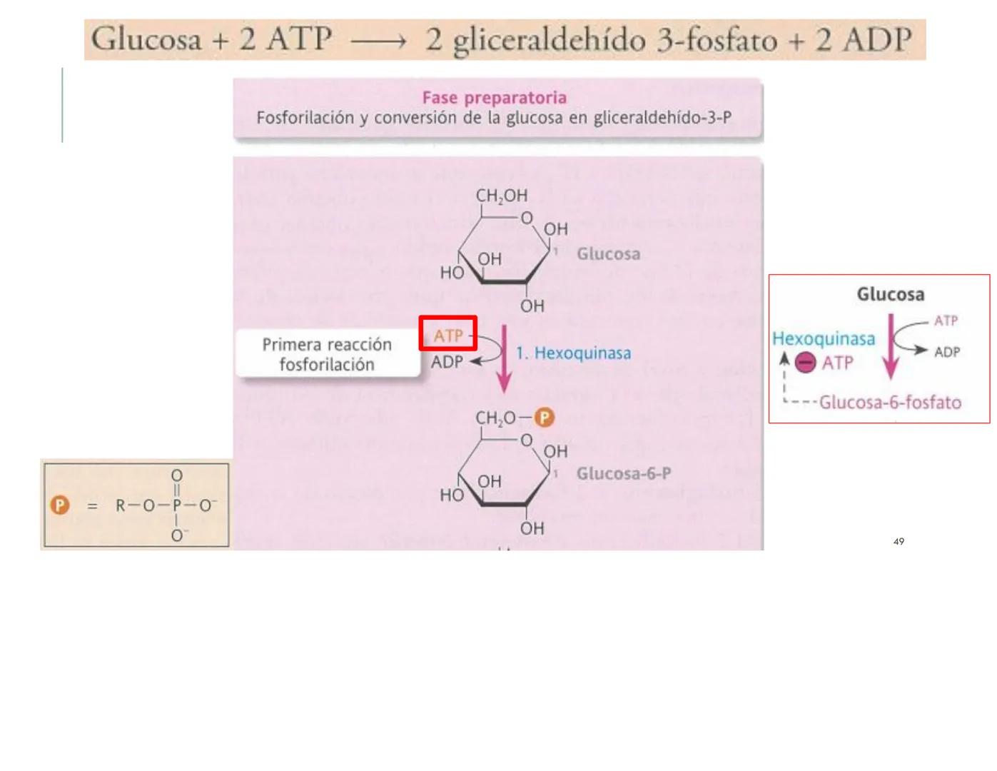 | BIOQUIMICA
Dra. Layla Simón
lsimon@uft.cl REPASO SOLEMNE 2
1. Química Orgánica
2. Enzimas
3. Introducción al metabolismo
4. Metabolismo