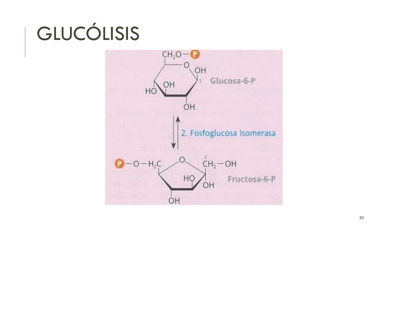 | BIOQUIMICA
Dra. Layla Simón
lsimon@uft.cl REPASO SOLEMNE 2
1. Química Orgánica
2. Enzimas
3. Introducción al metabolismo
4. Metabolismo