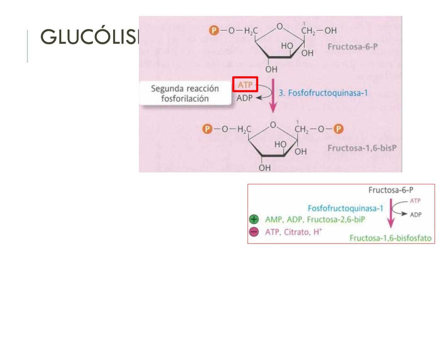 | BIOQUIMICA
Dra. Layla Simón
lsimon@uft.cl REPASO SOLEMNE 2
1. Química Orgánica
2. Enzimas
3. Introducción al metabolismo
4. Metabolismo